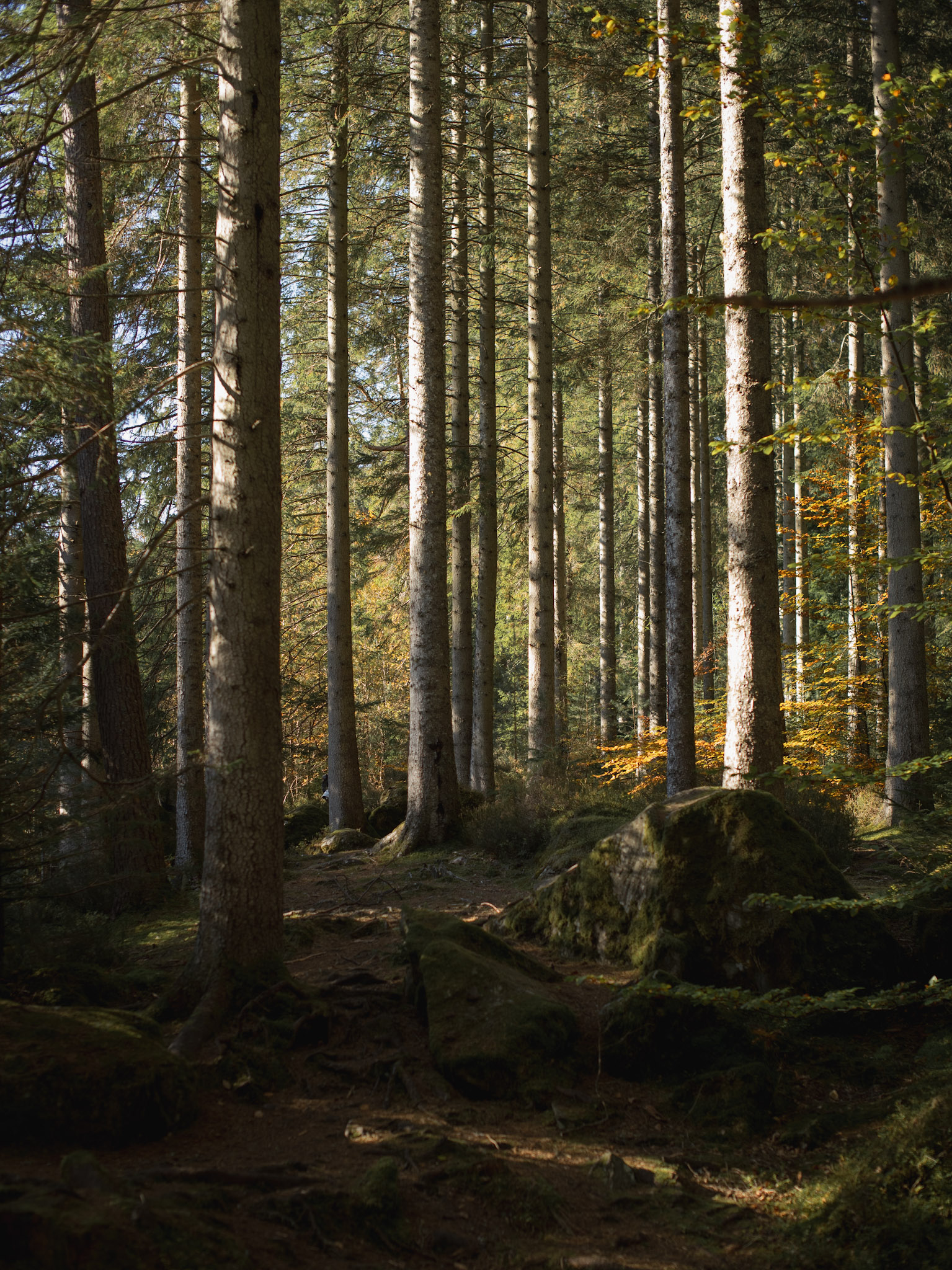 Hermitage Forest, Loch Rannoch