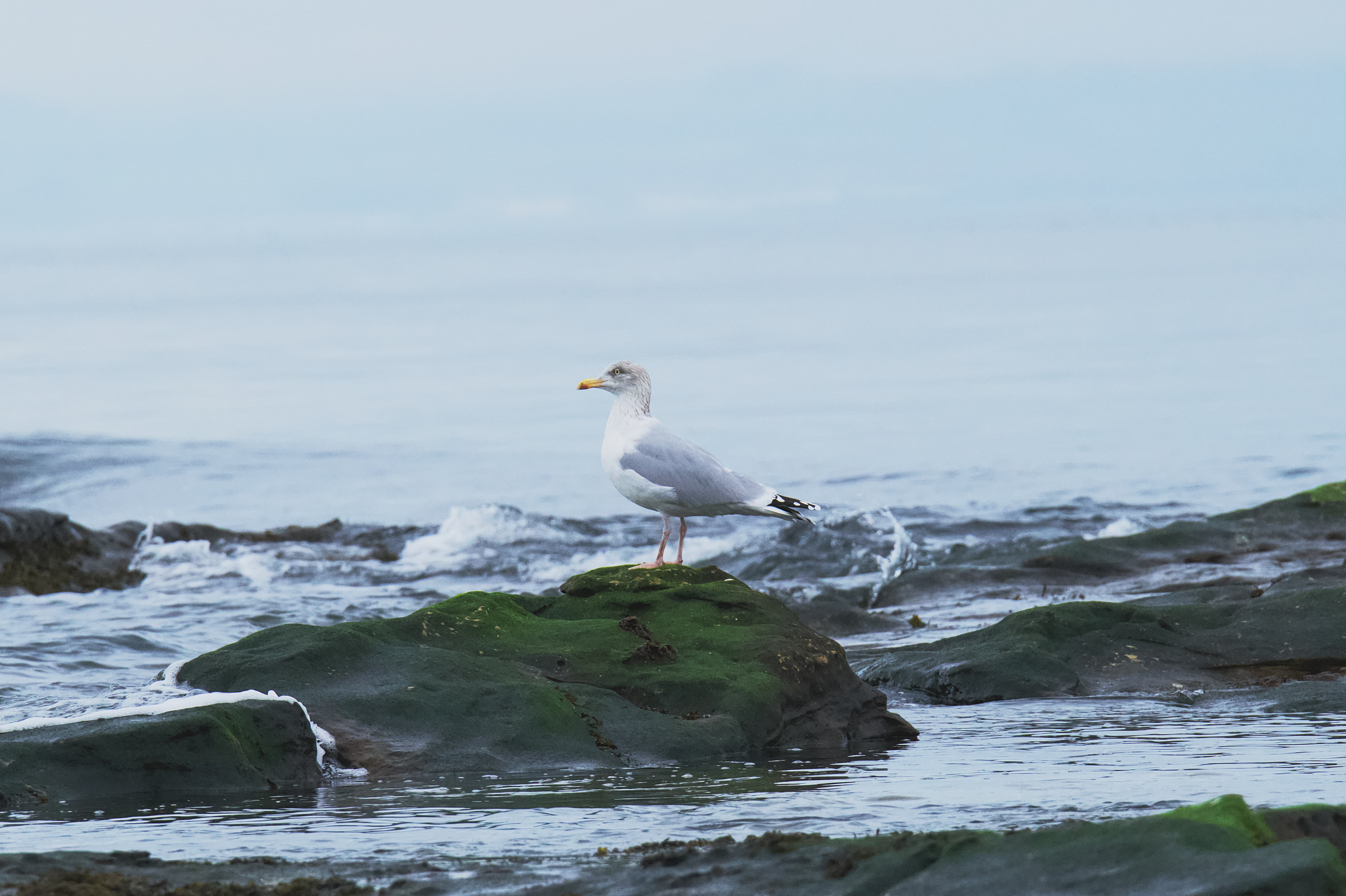 Image of Herring Gull