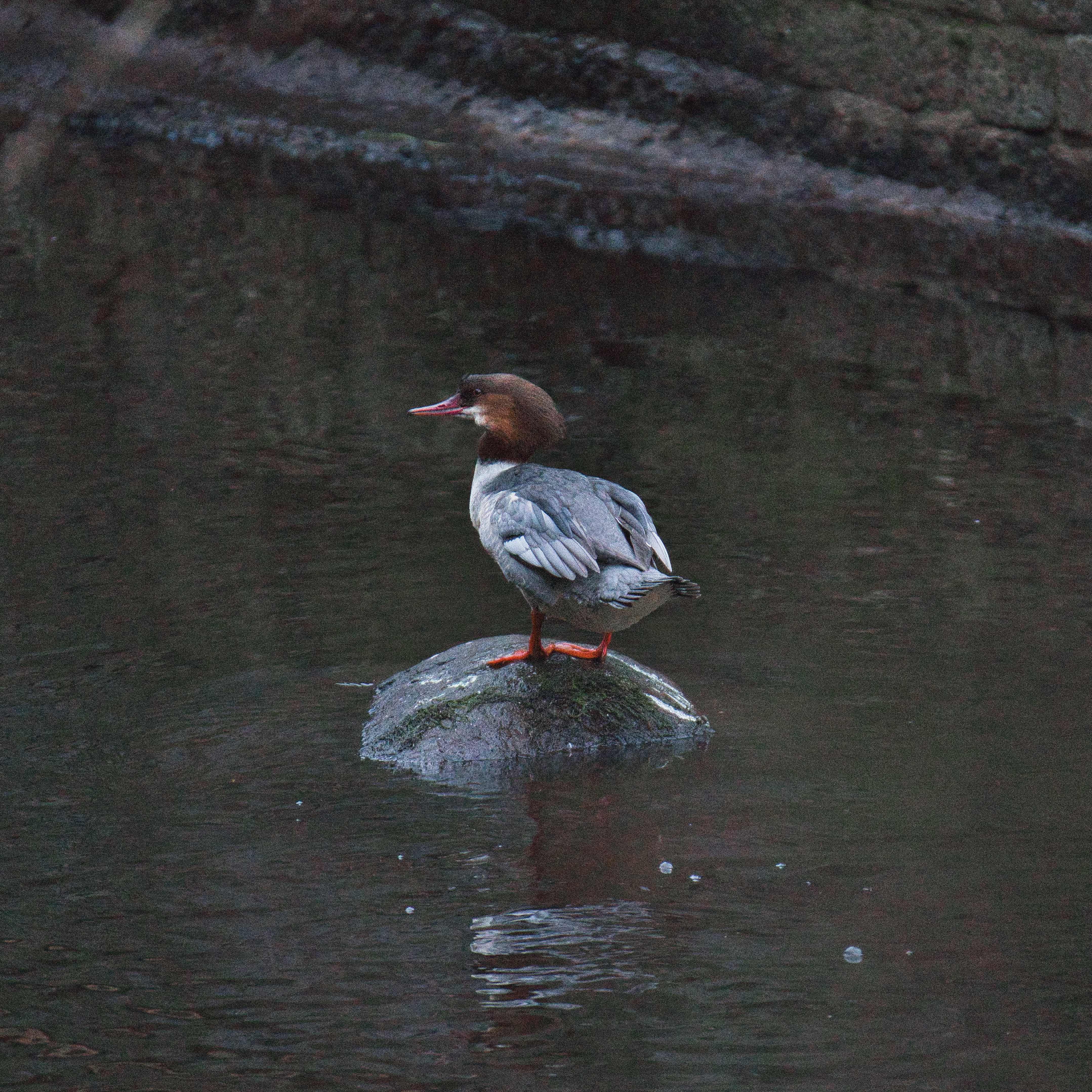 Image of Goosander