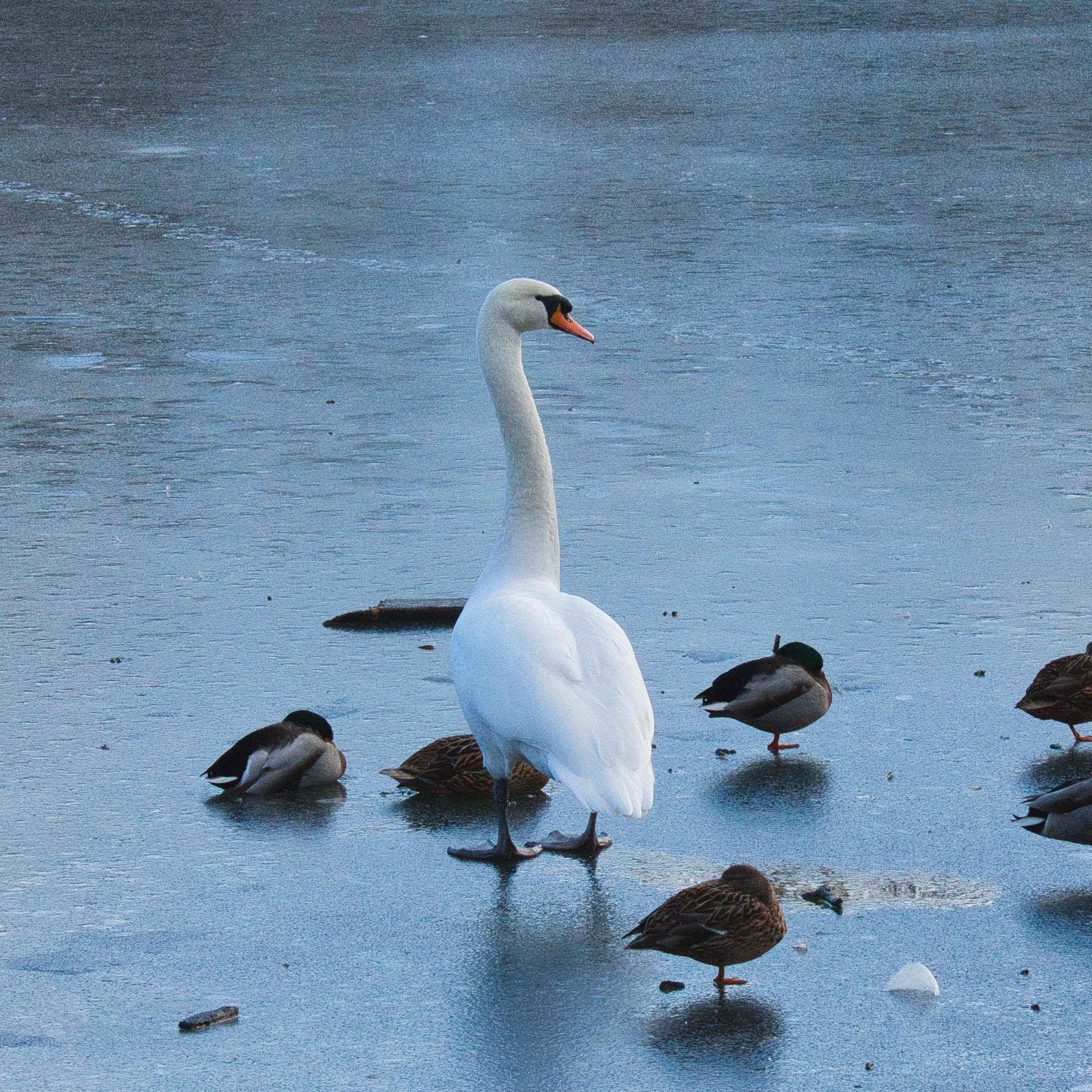 Image of Mute Swan