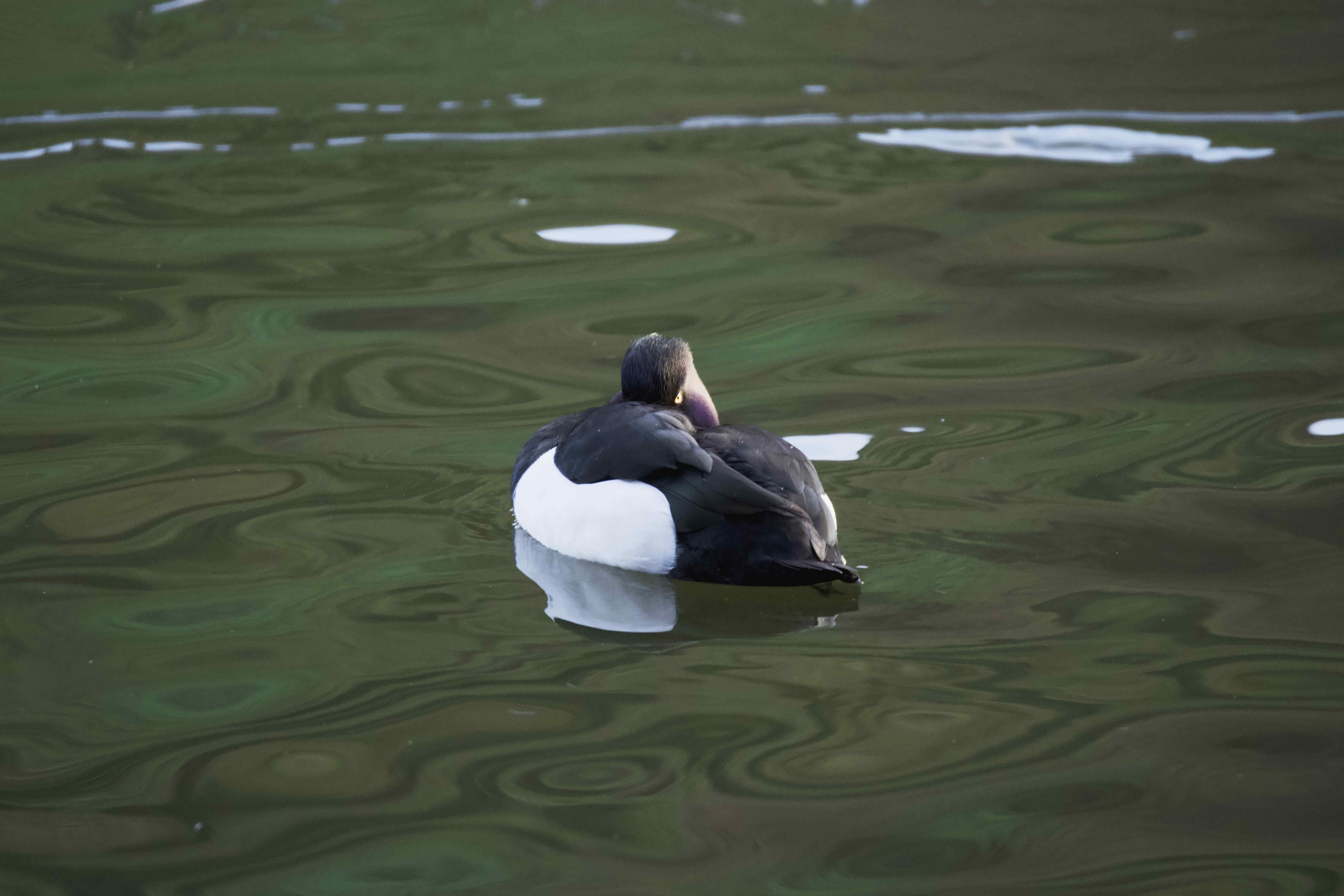 Image of Tufted Duck