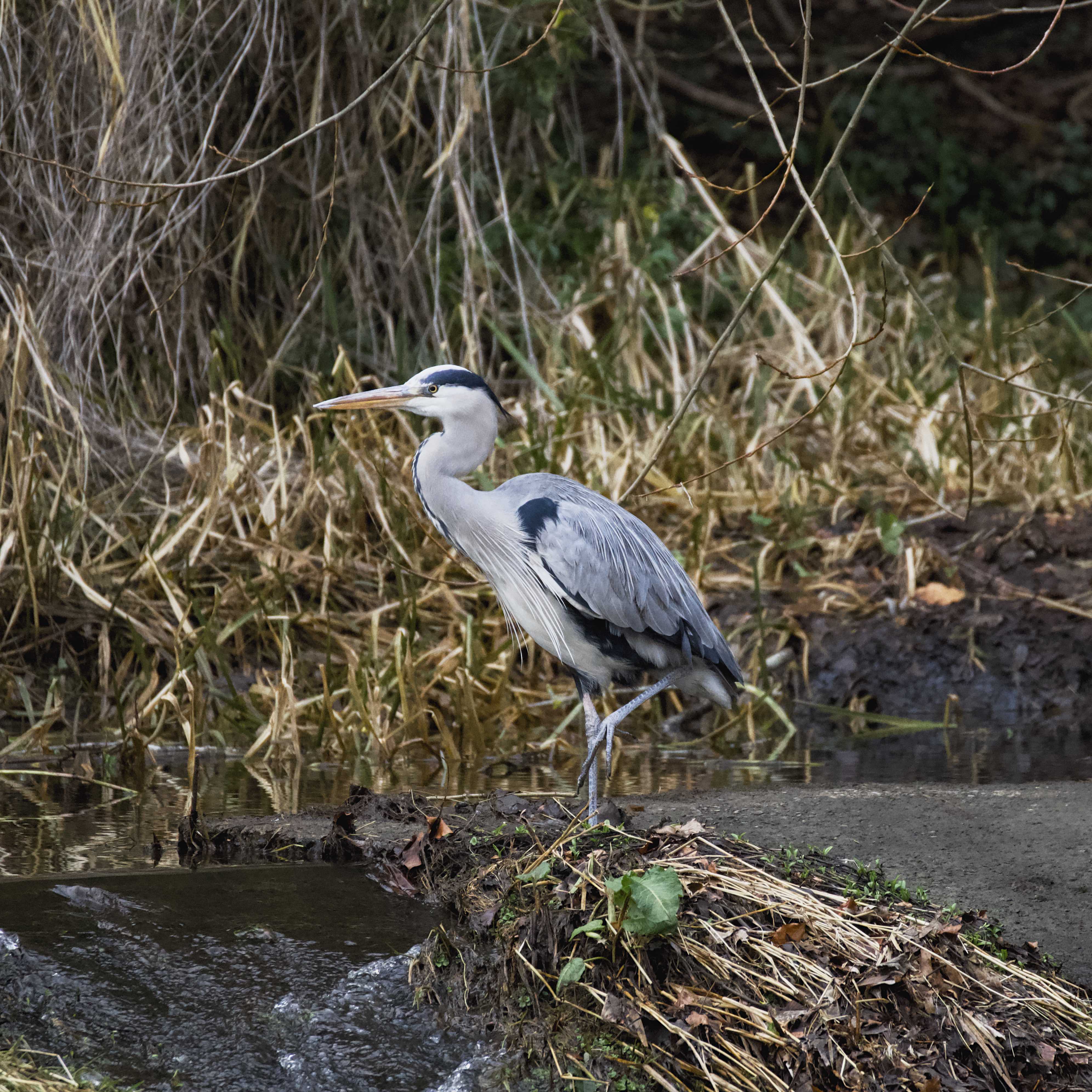 Image of Grey Heron