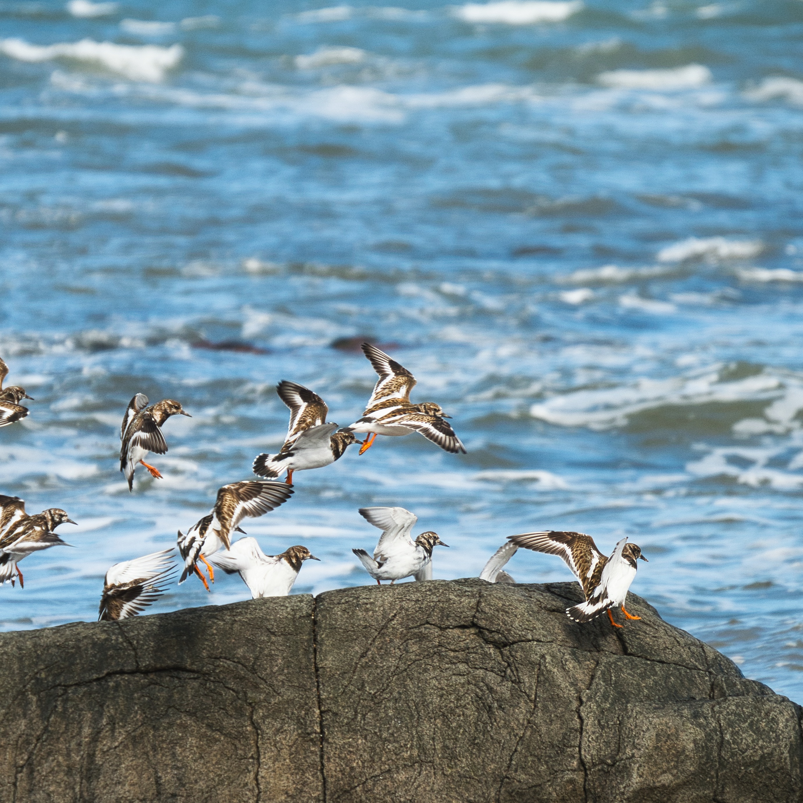 Image of Turnstone