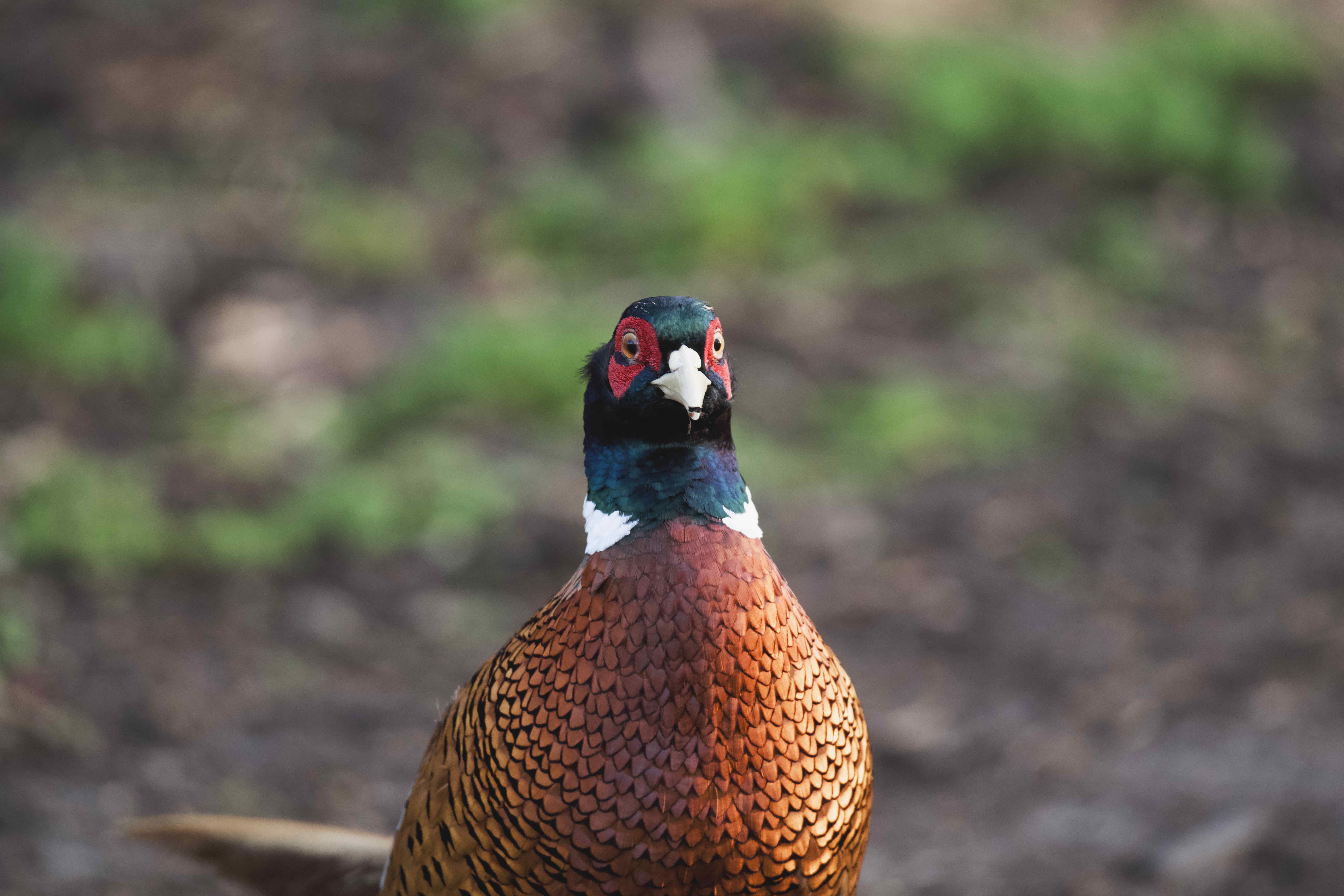 Image of Pheasant