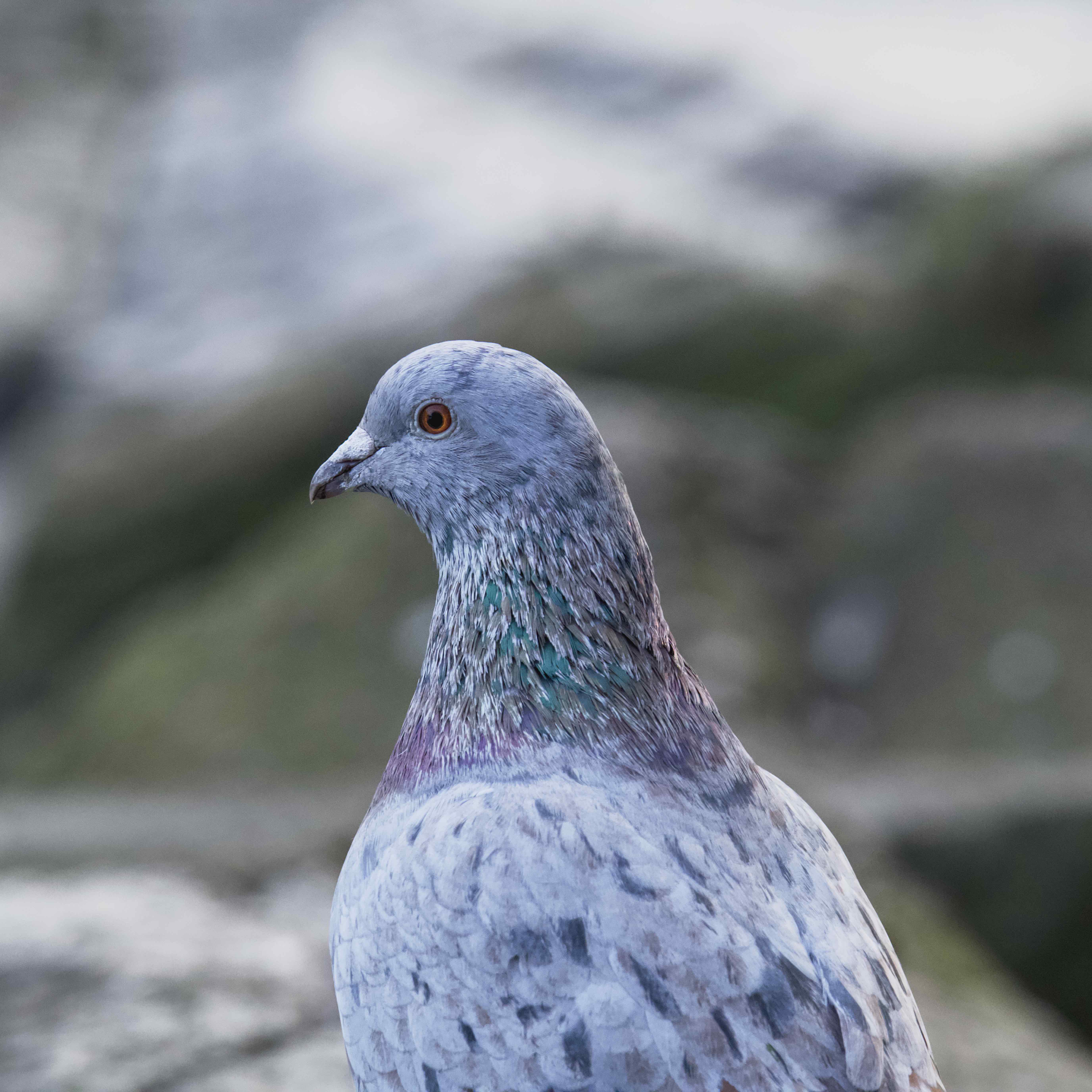 Image of Rock Dove