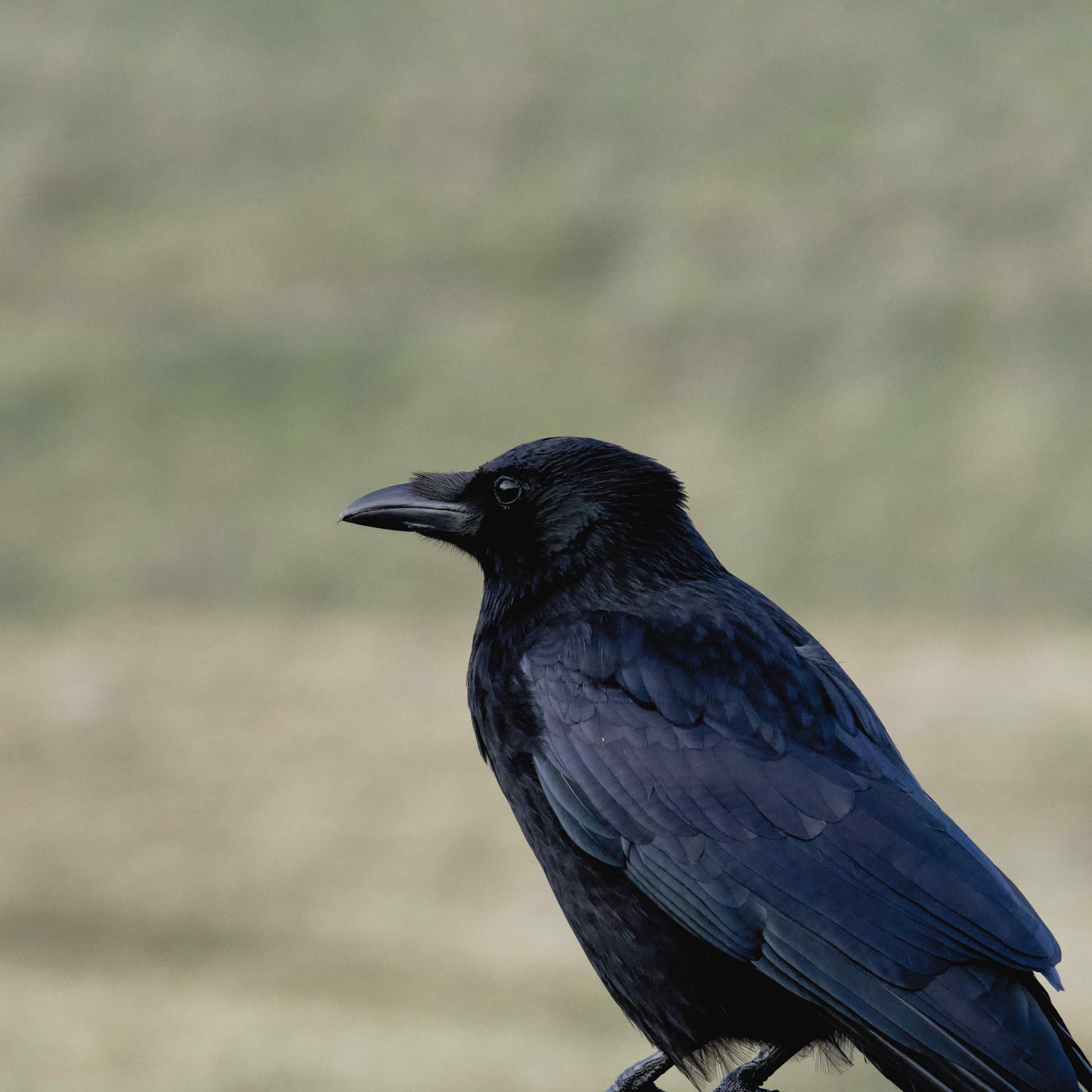 Image of Carrion Crow