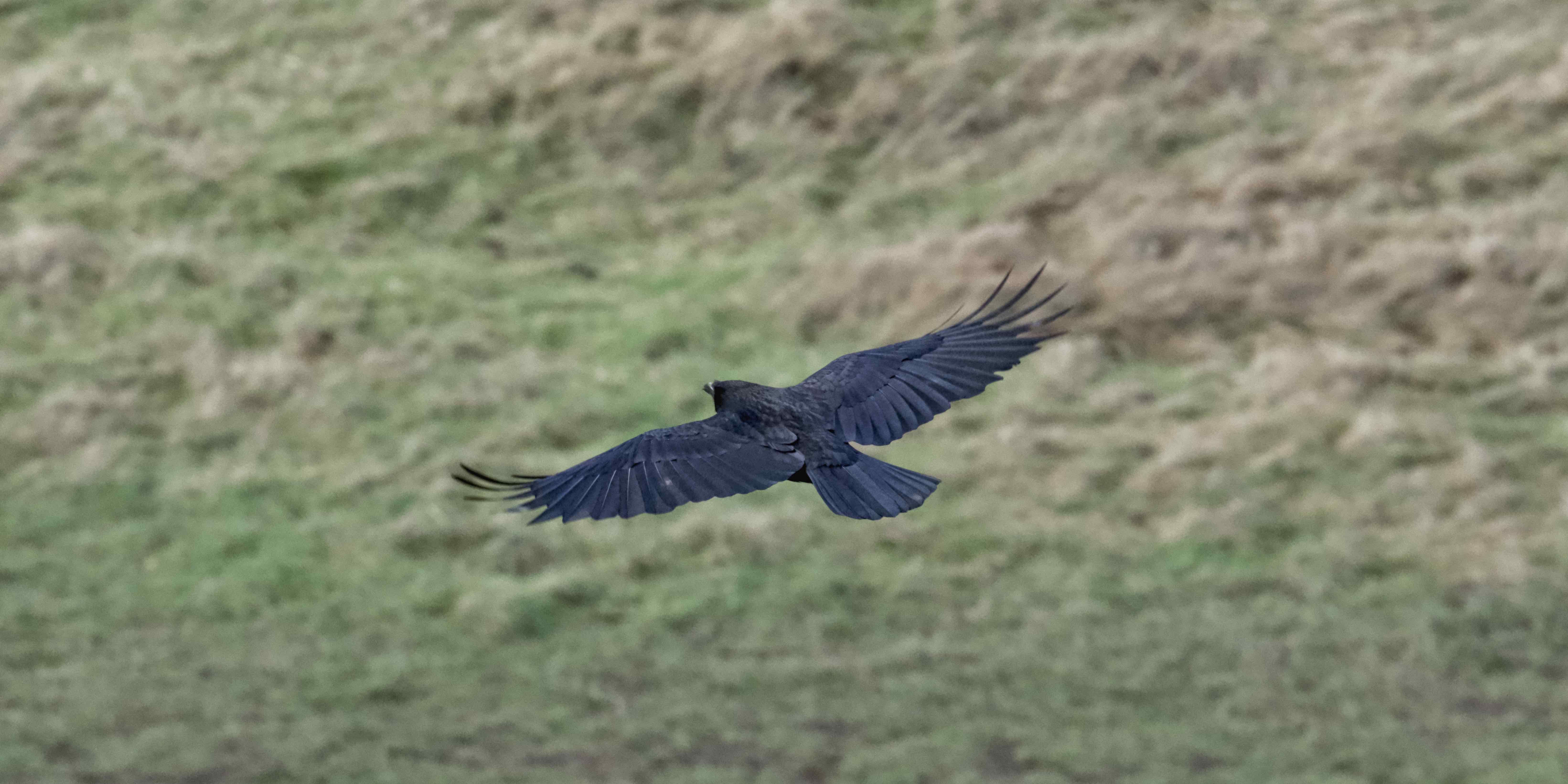 Image of Carrion Crow