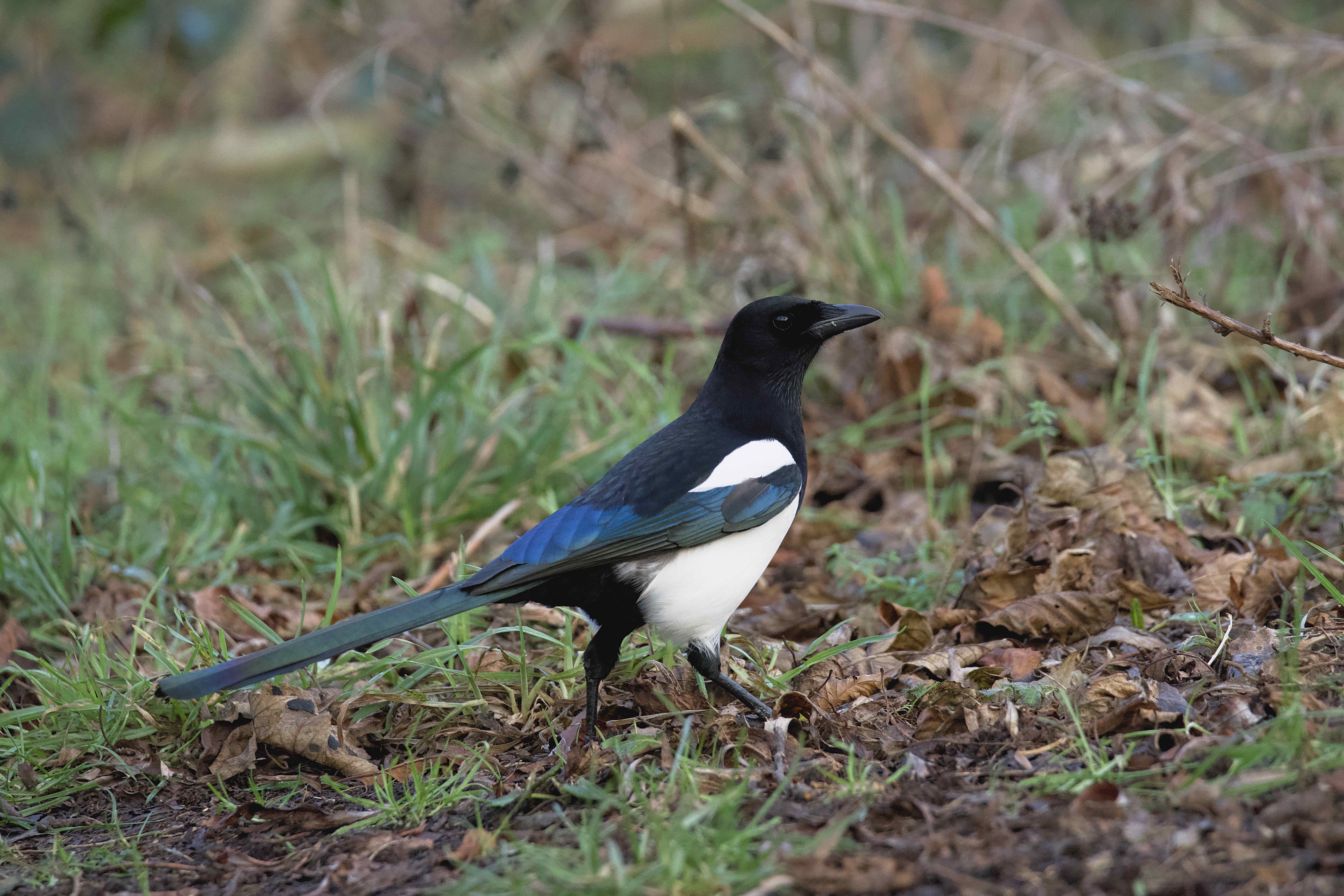 Image of Magpie