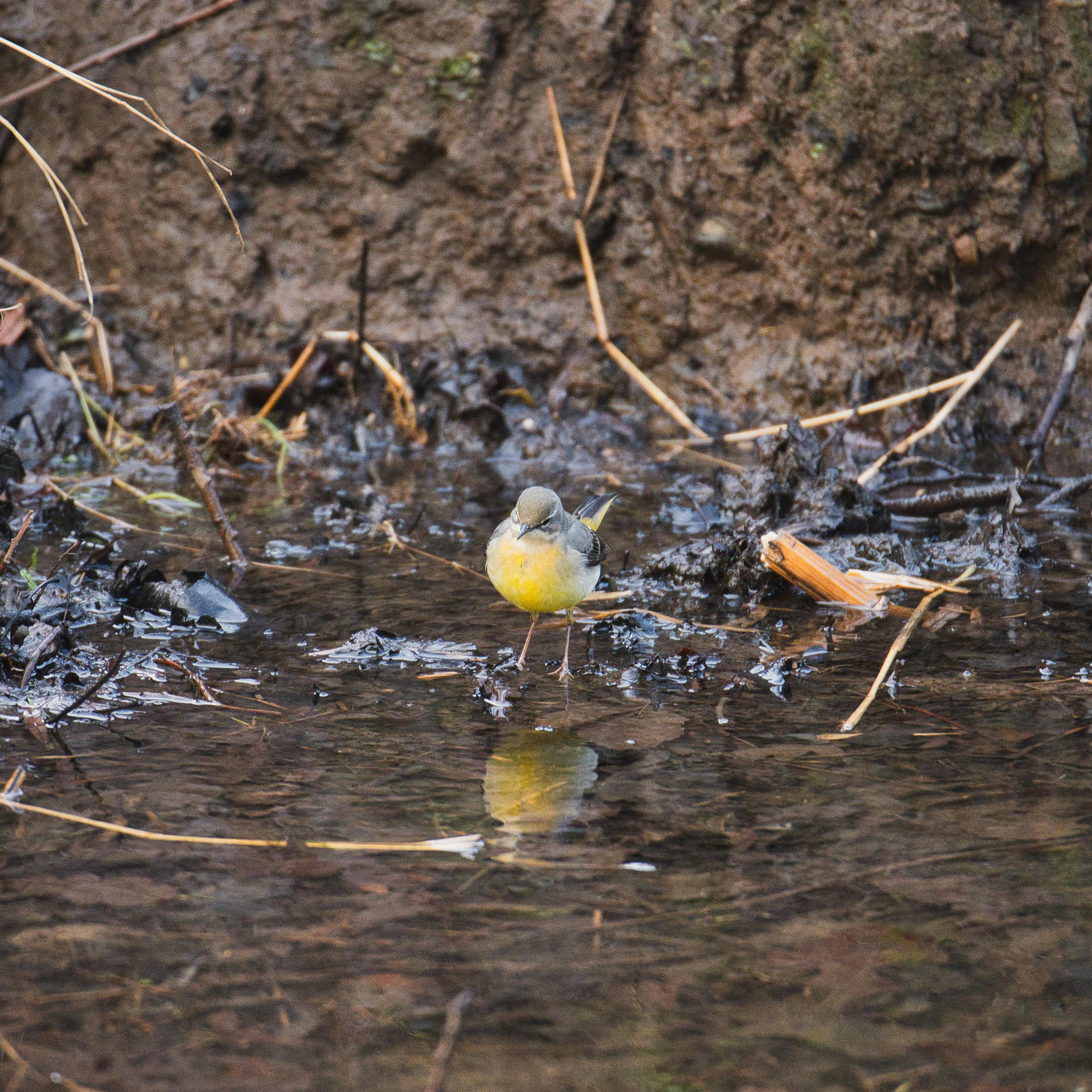 Image of Grey Wagtail