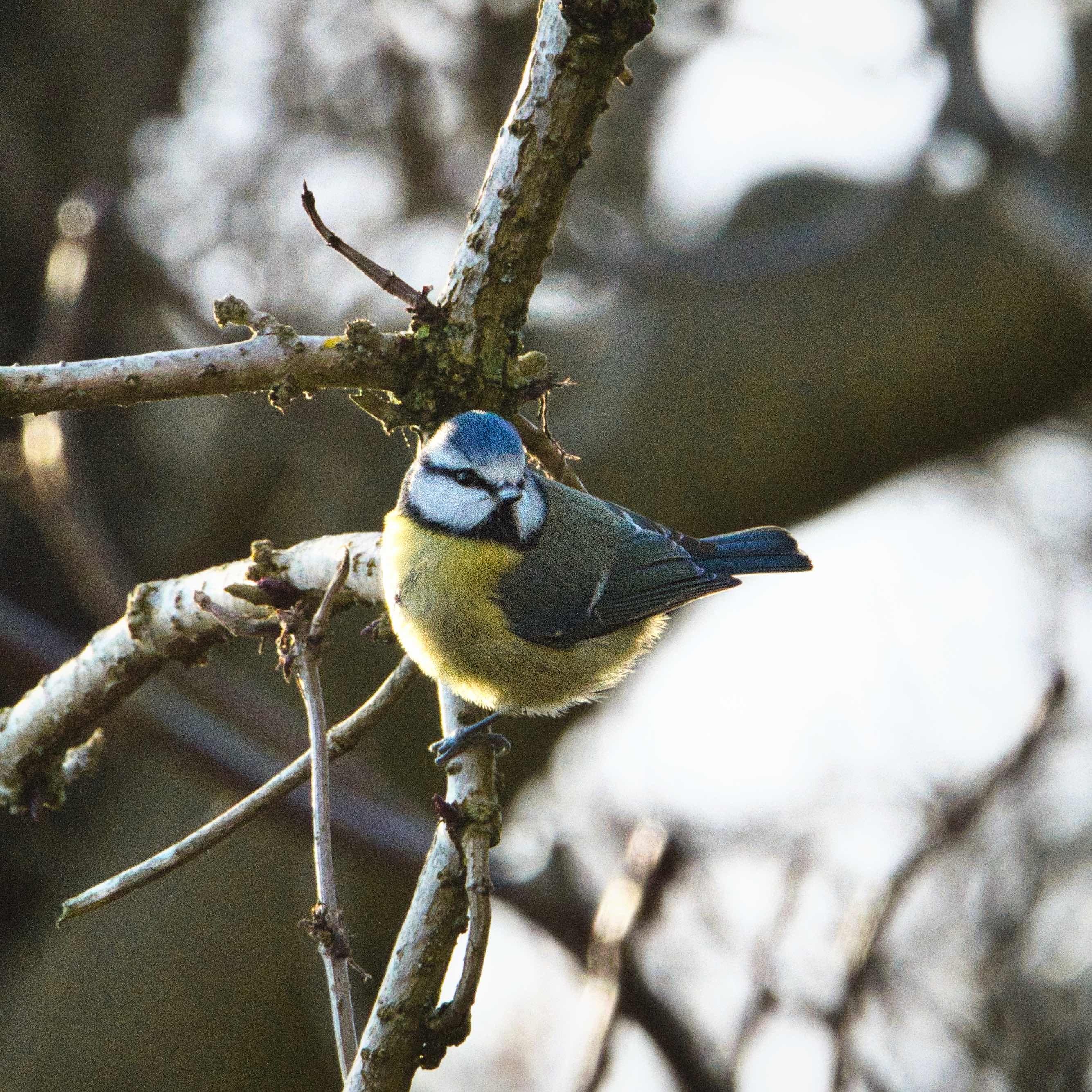 Image of Blue Tit