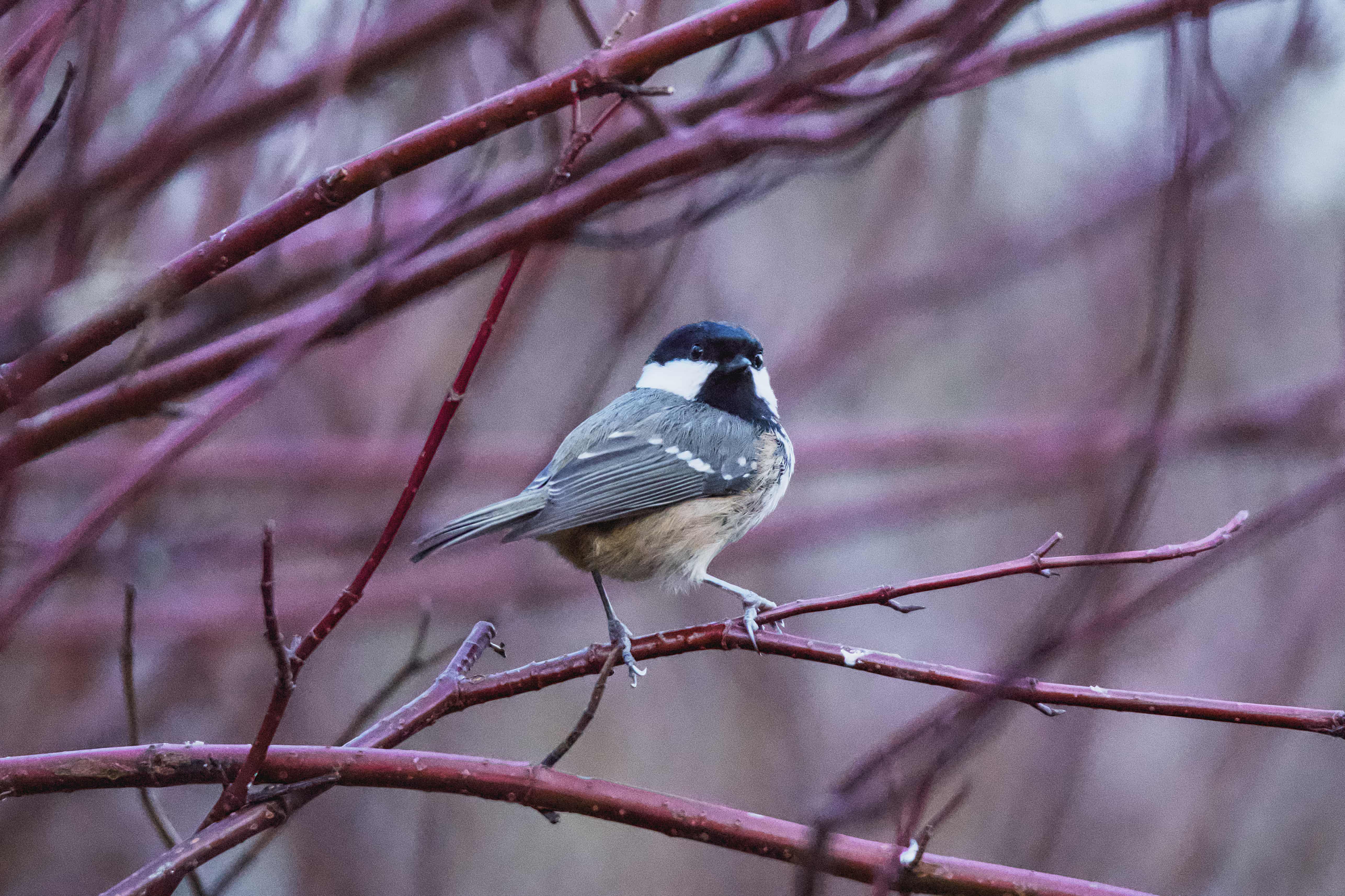 Image of Coal Tit
