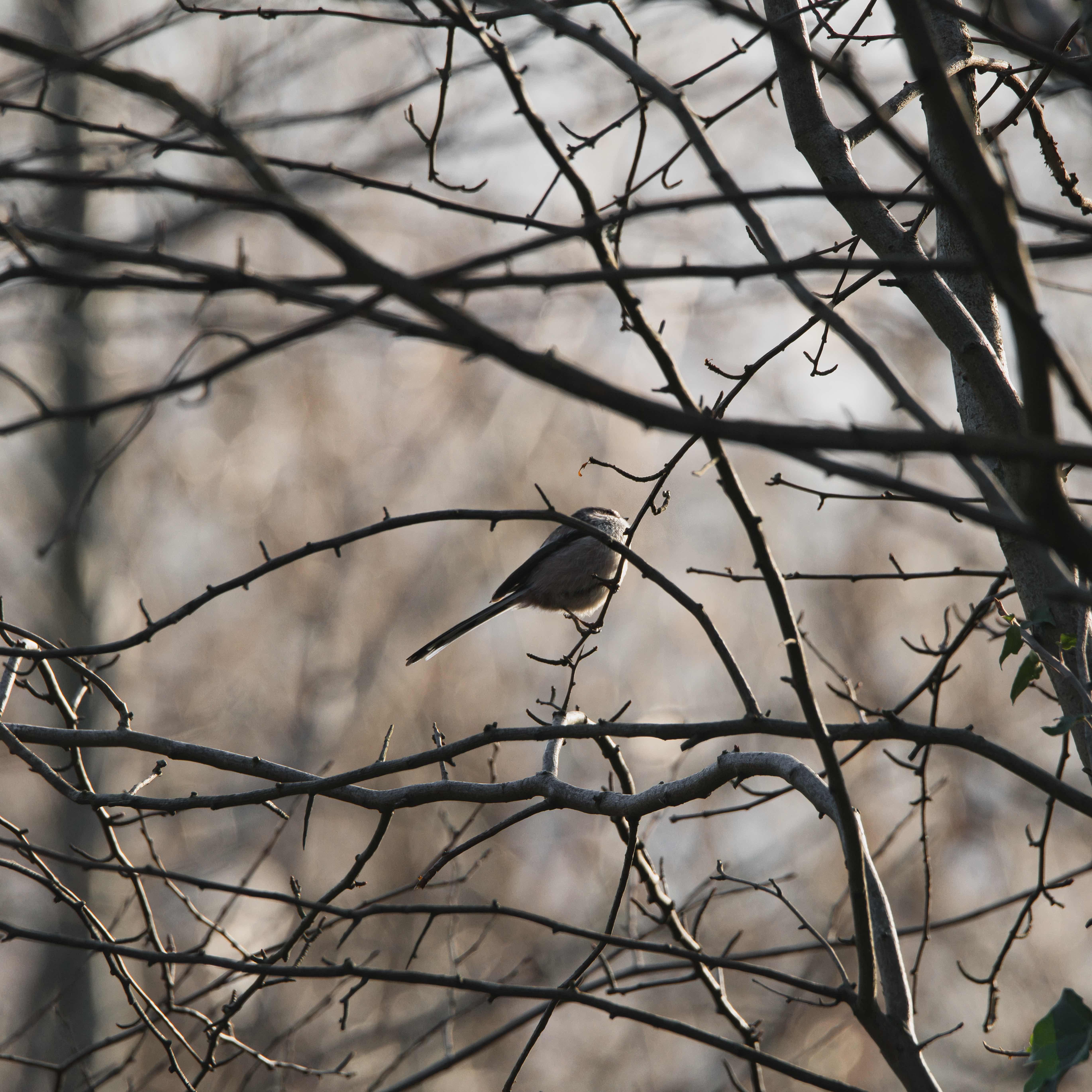 Image of Long-tailed Tit