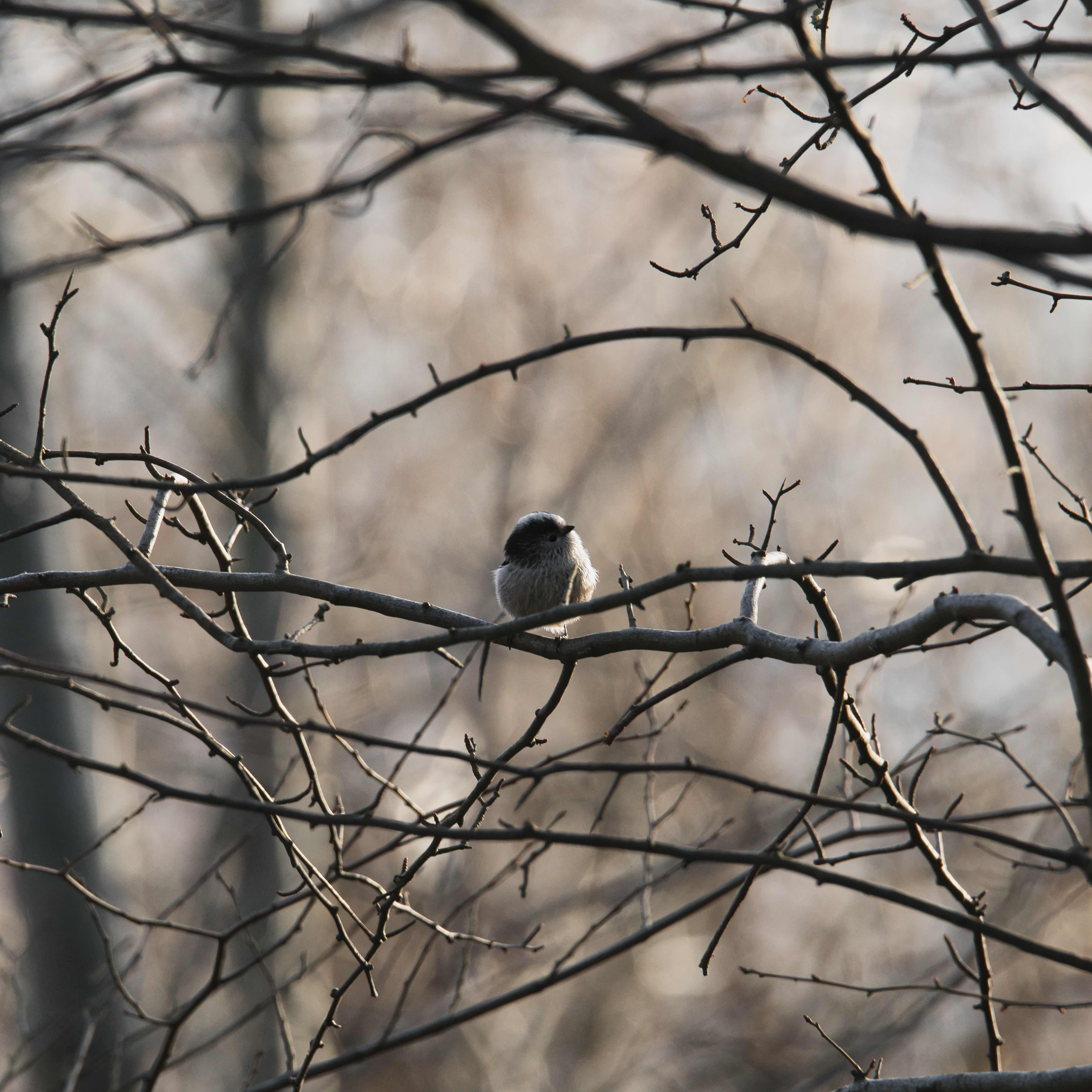 Image of Long-tailed Tit