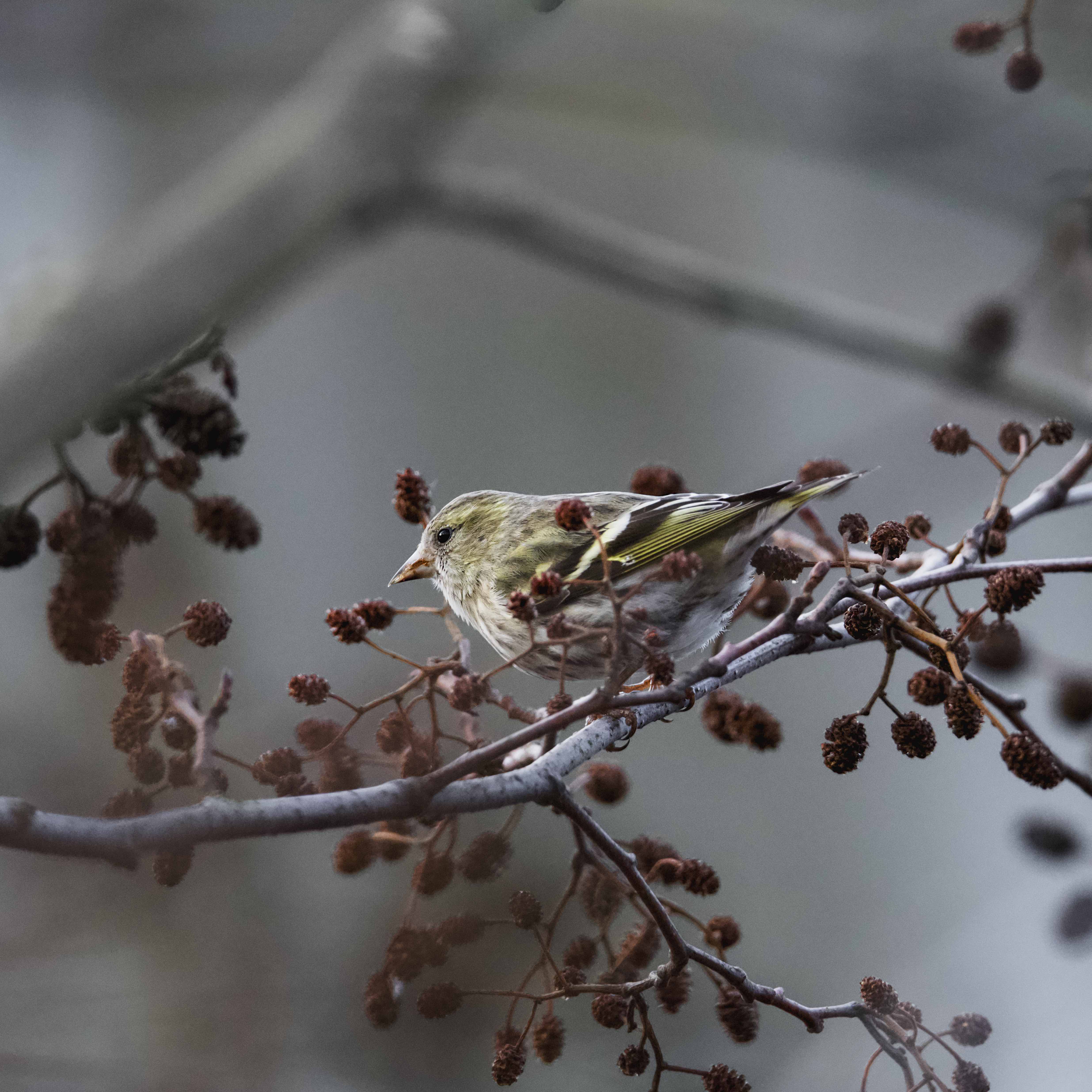 Image of Siskin