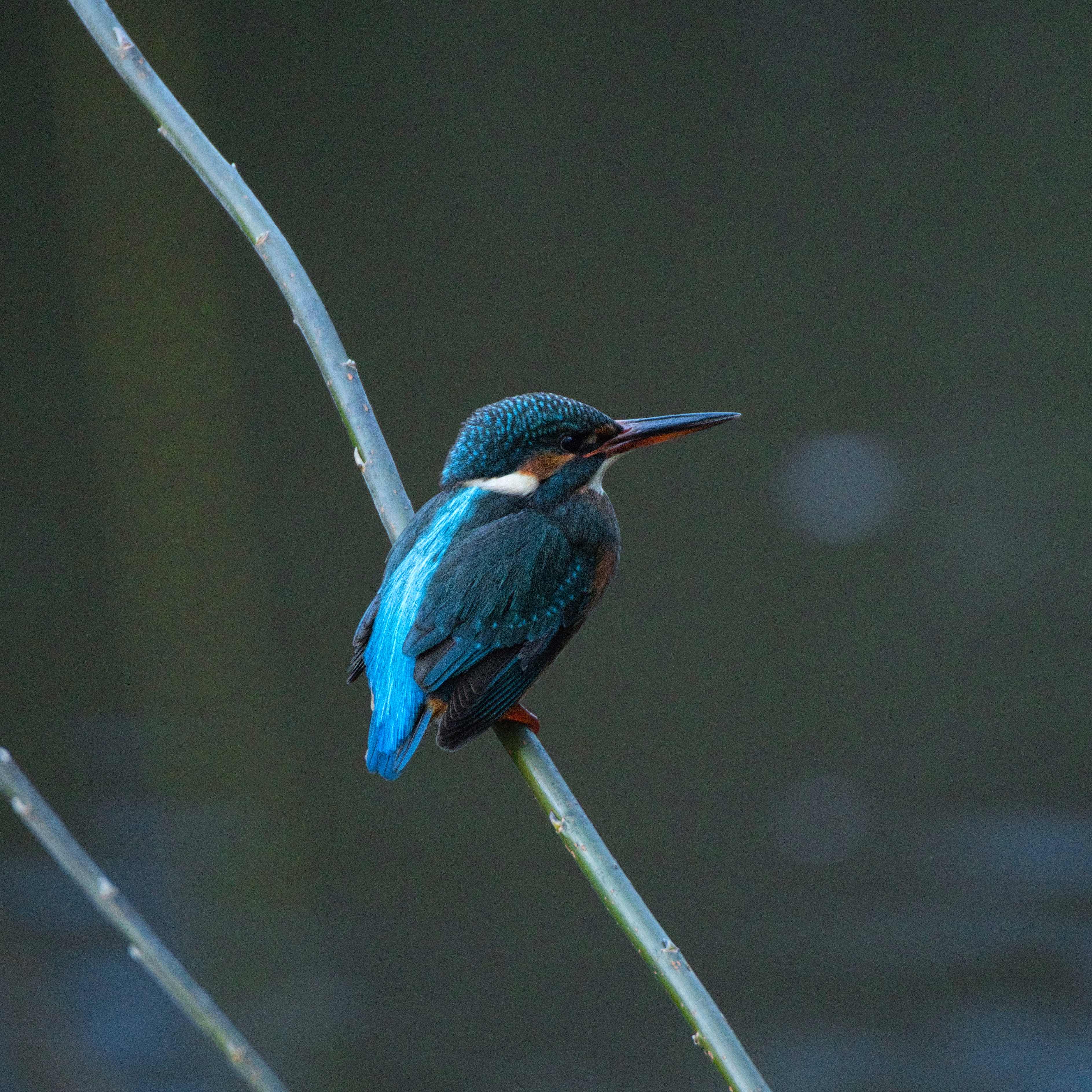 Image of Kingfisher