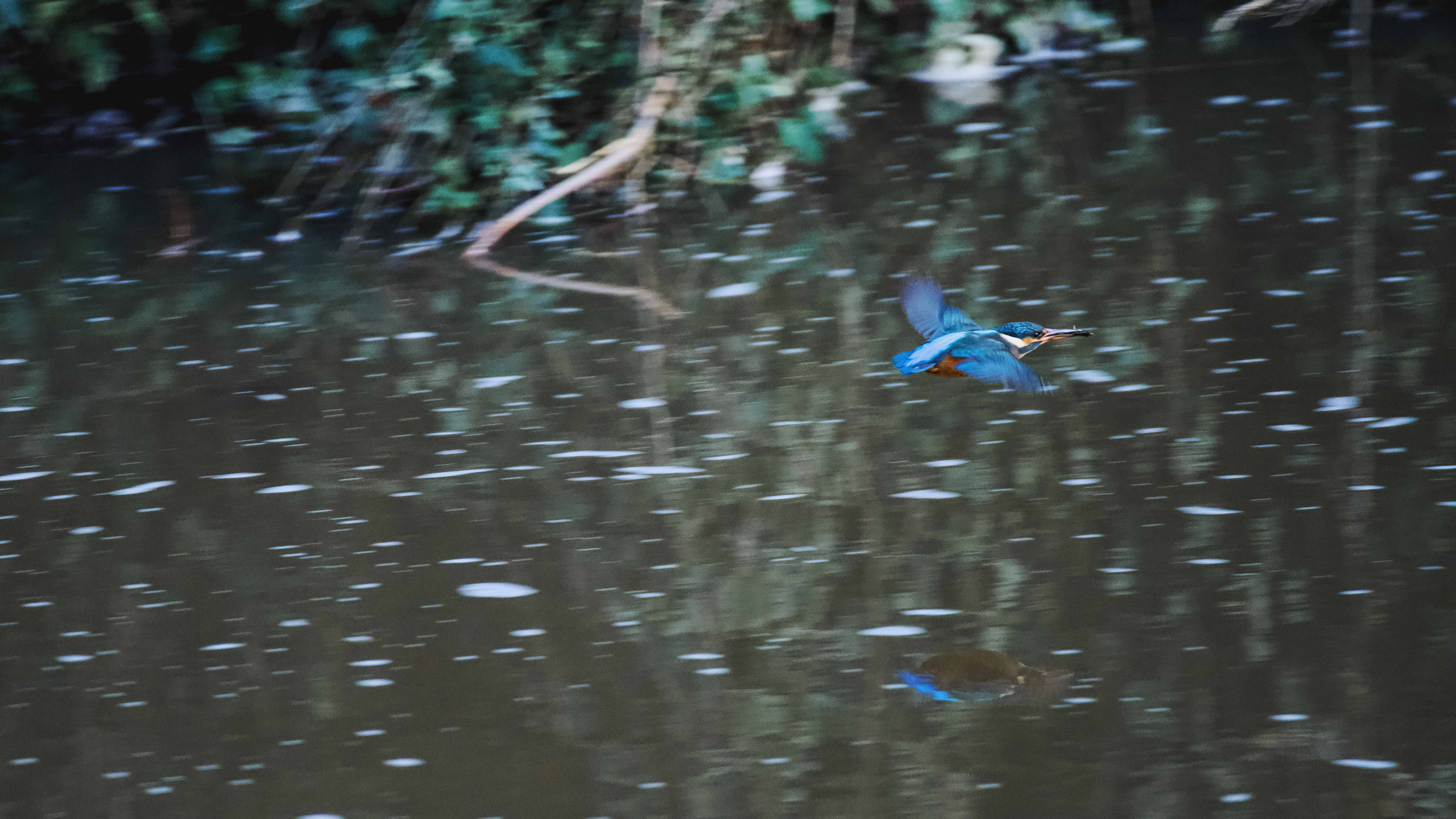 Image of Kingfisher
