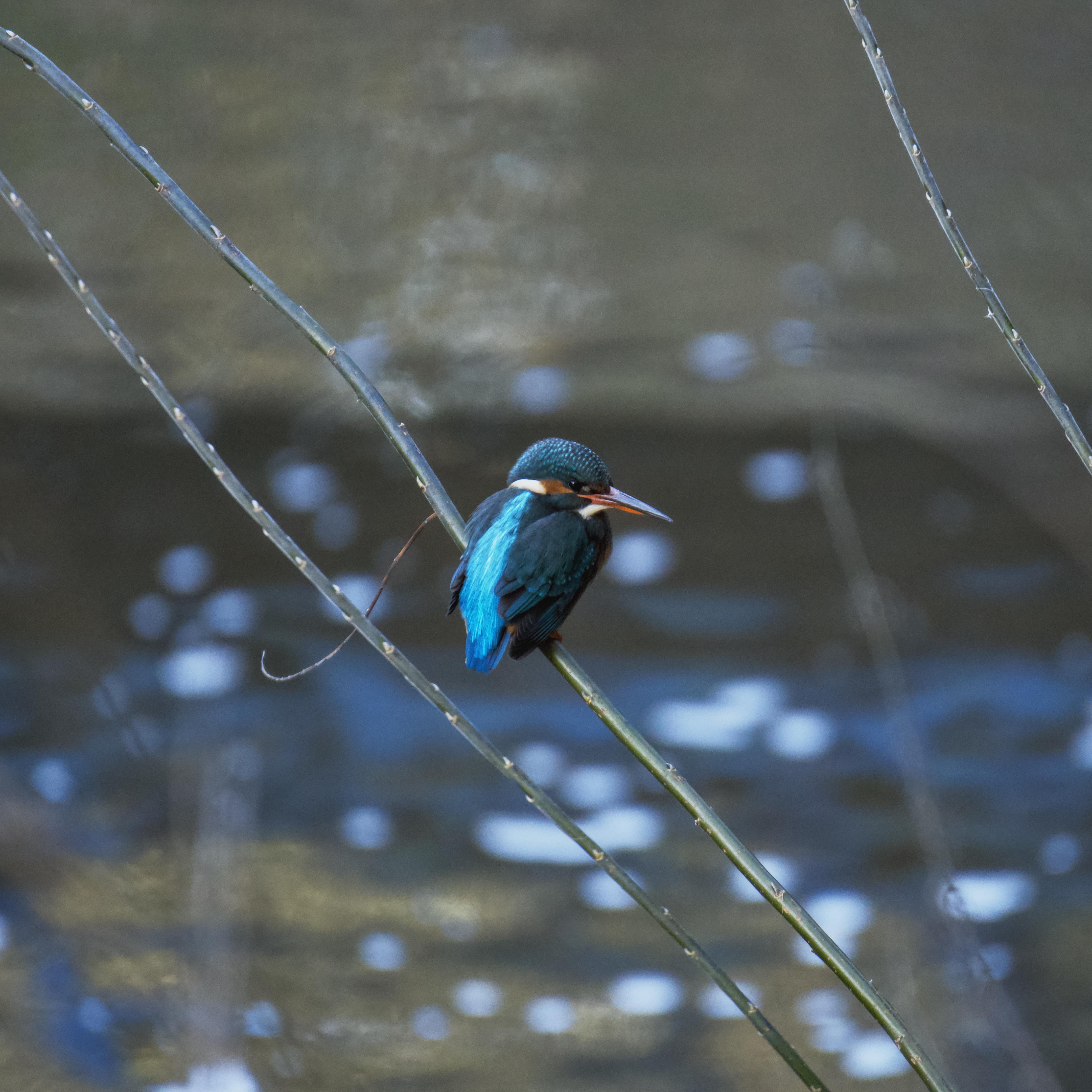 Image of Kingfisher