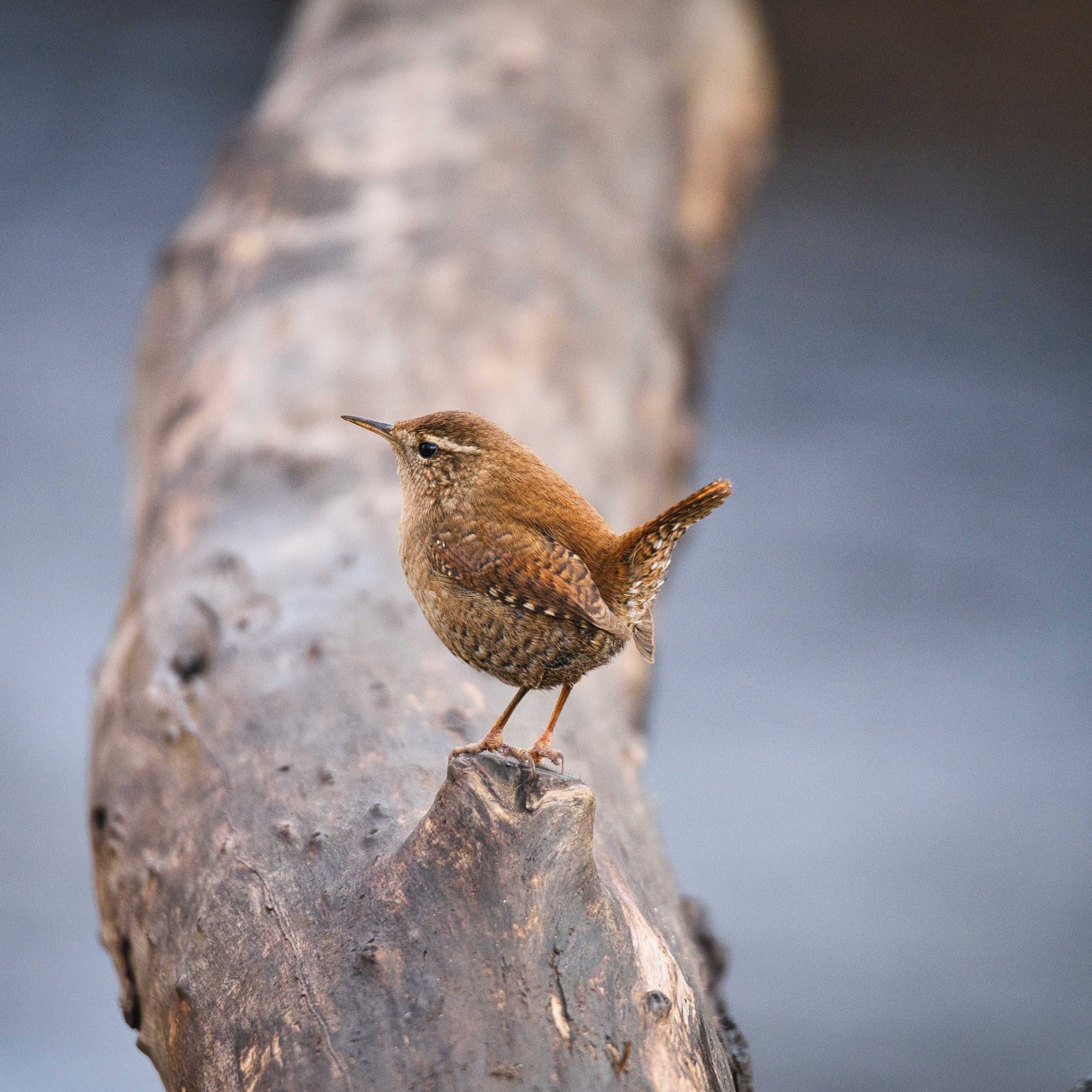 Image of Wren