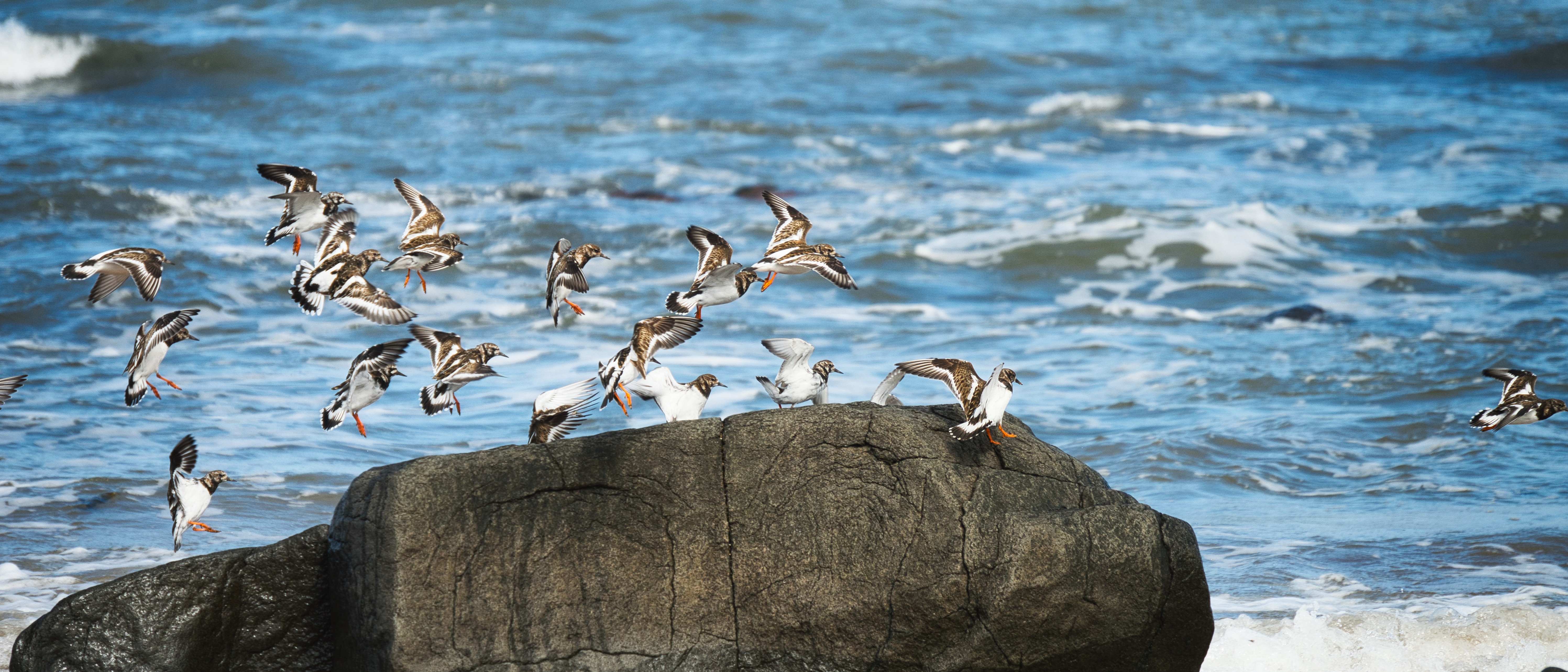 Image of seabirds