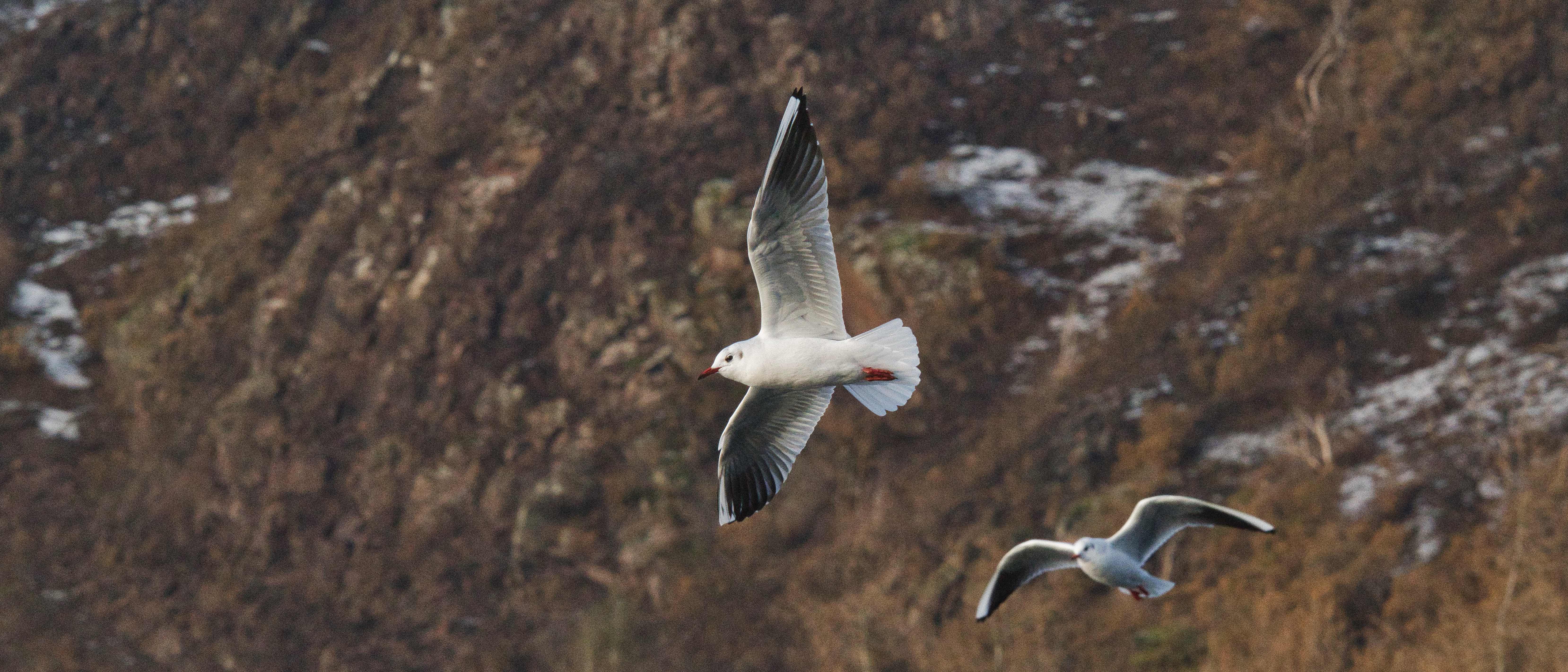 Image of a Black headed gull