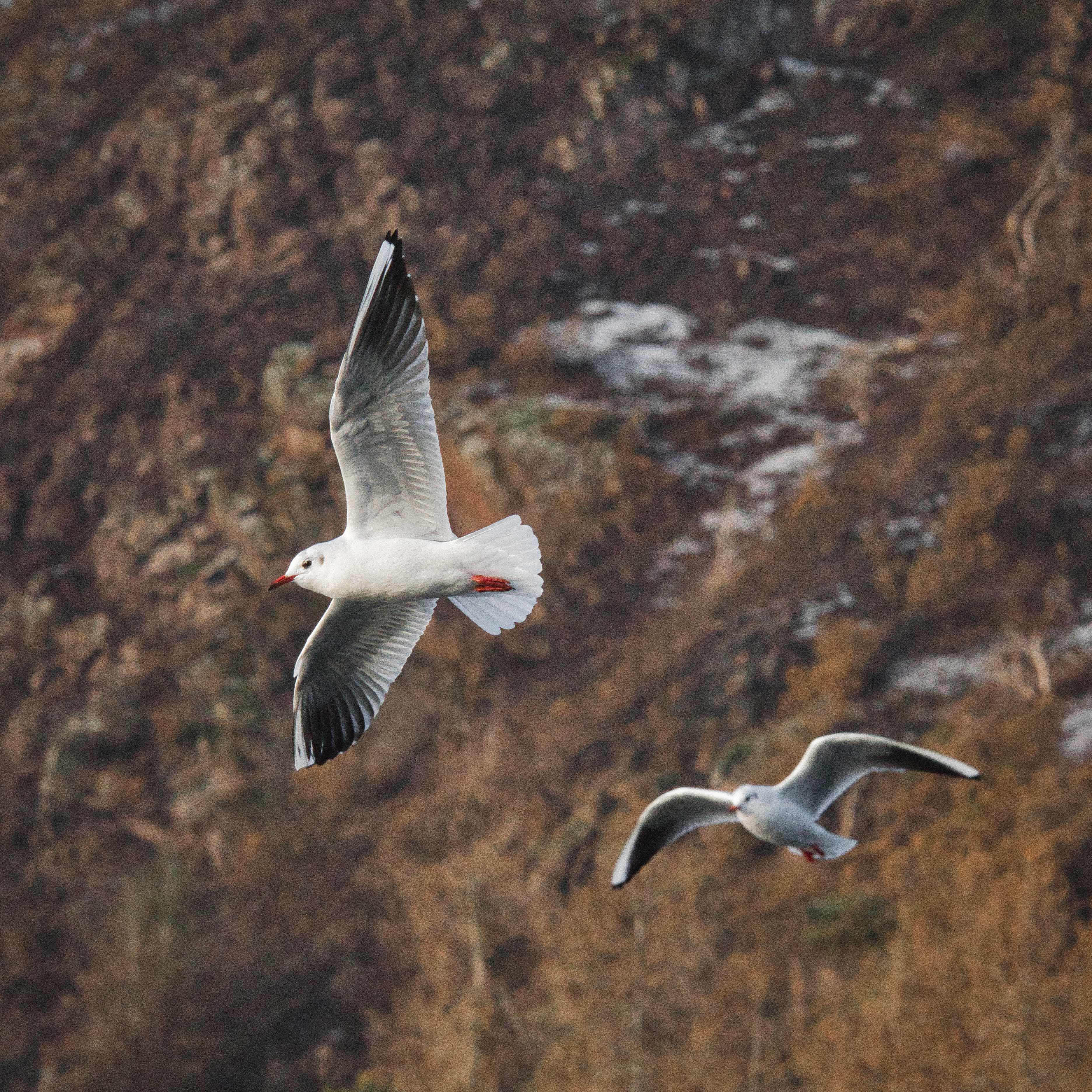 Image of a Black headed gull