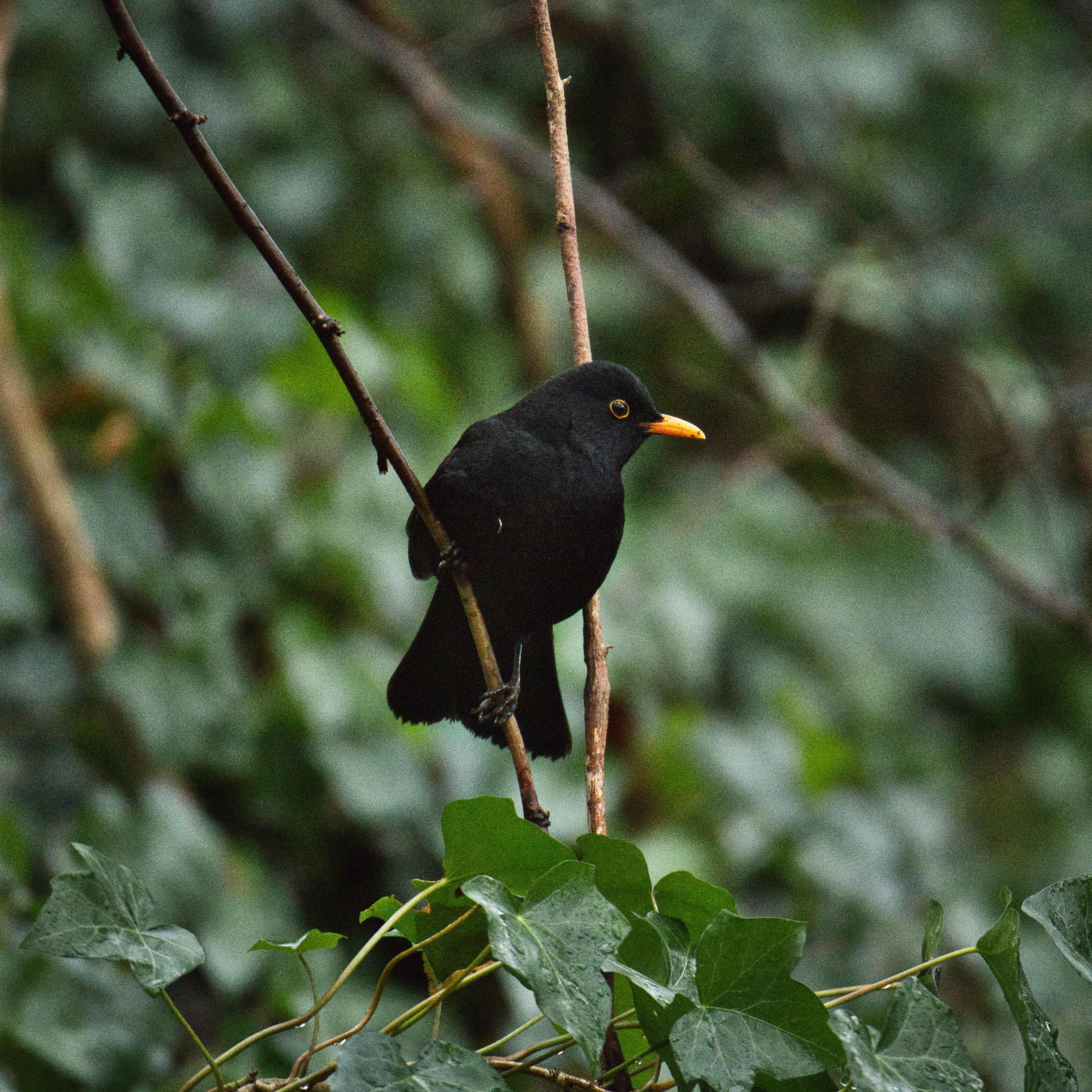 Image of a Blackbird