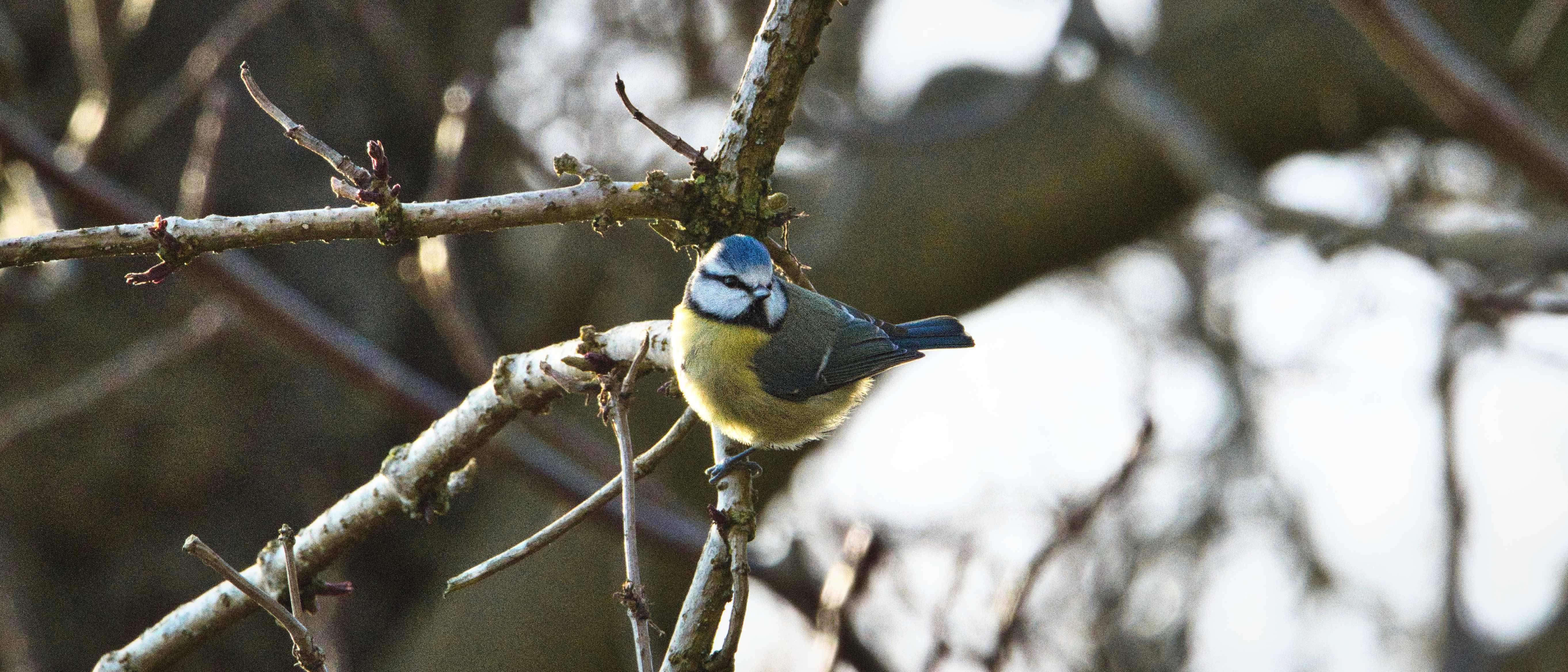 Image of a Blue Tit