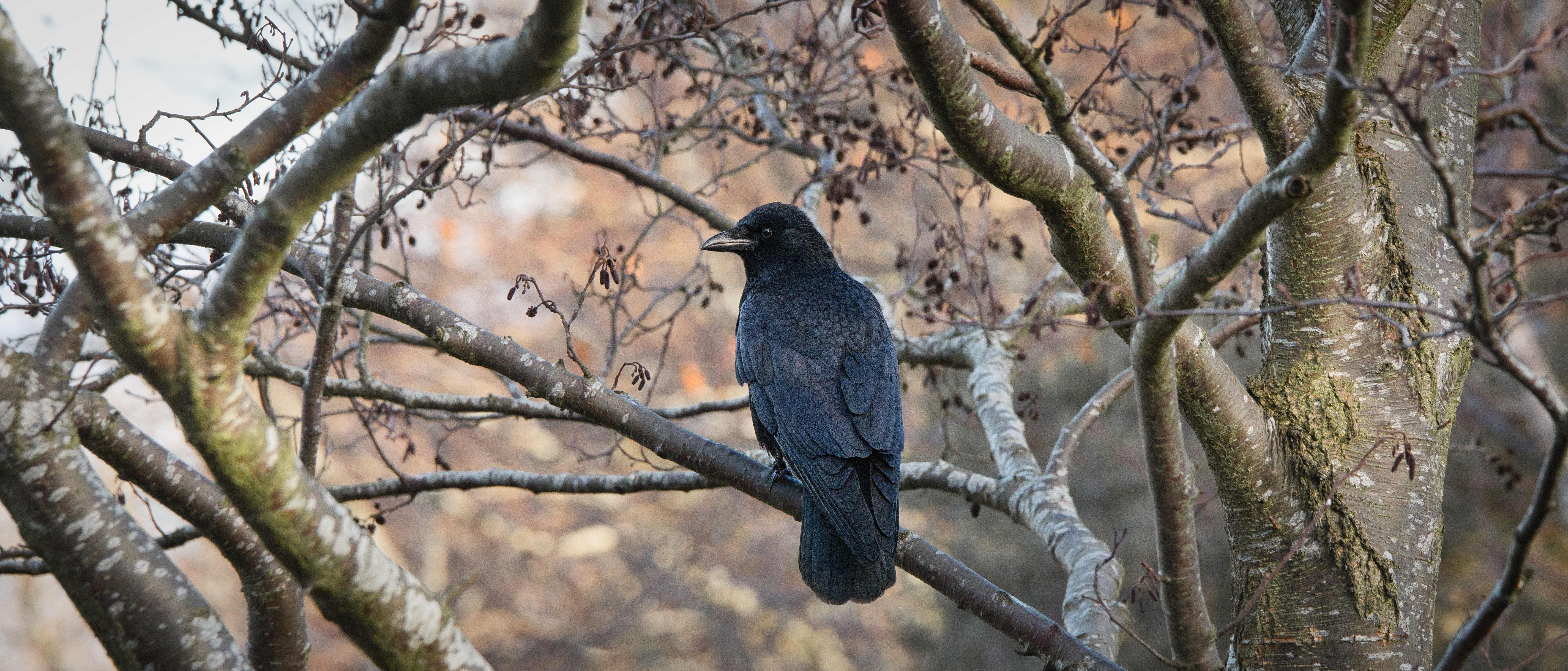 Image of a Carrion Crow