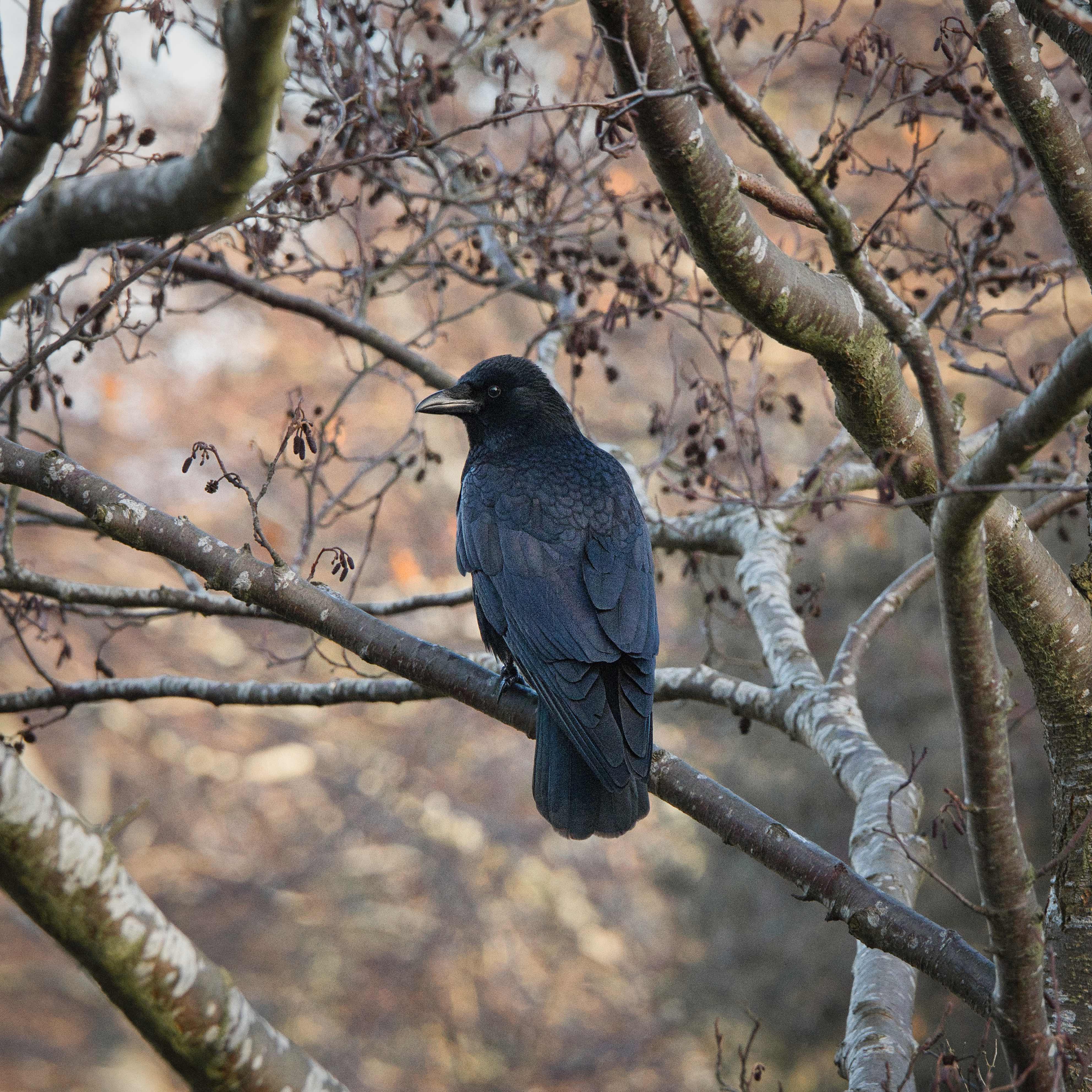 Image of a Carrion Crow