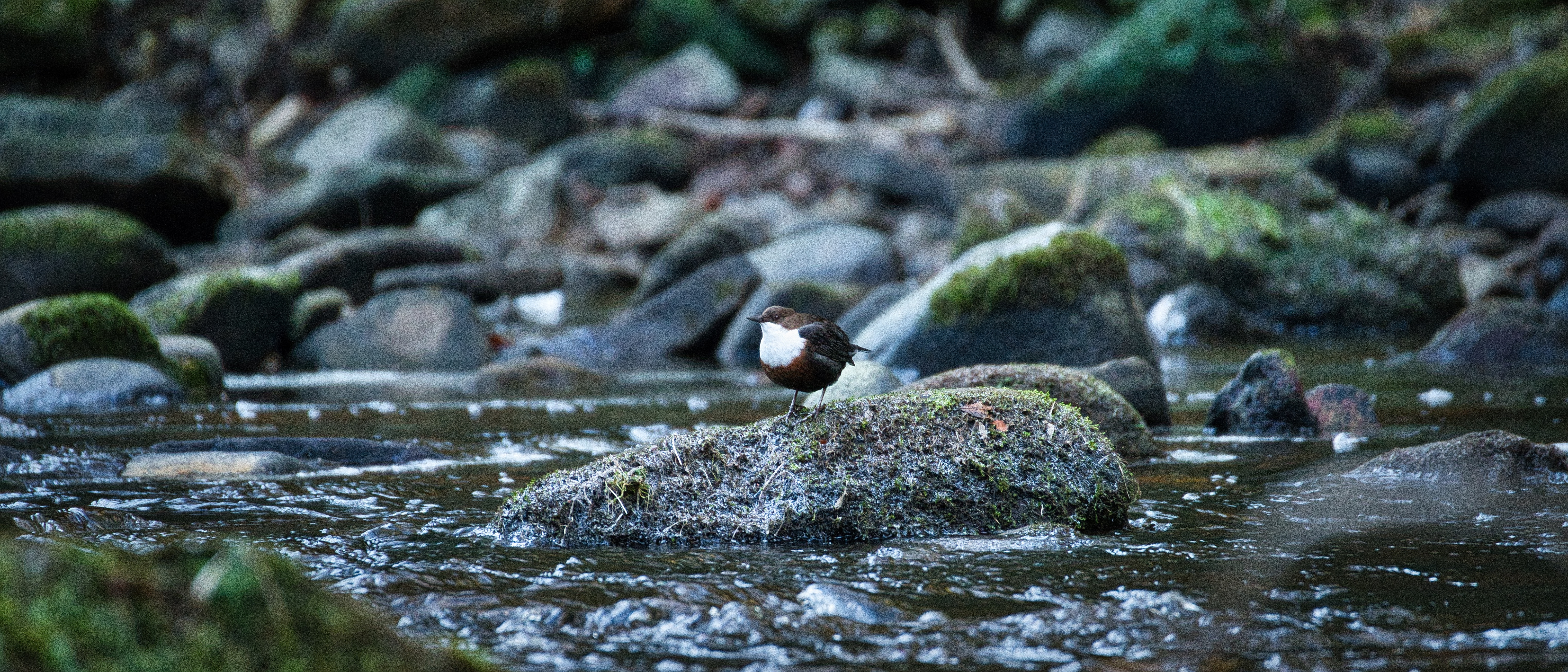 Image of a Dipper