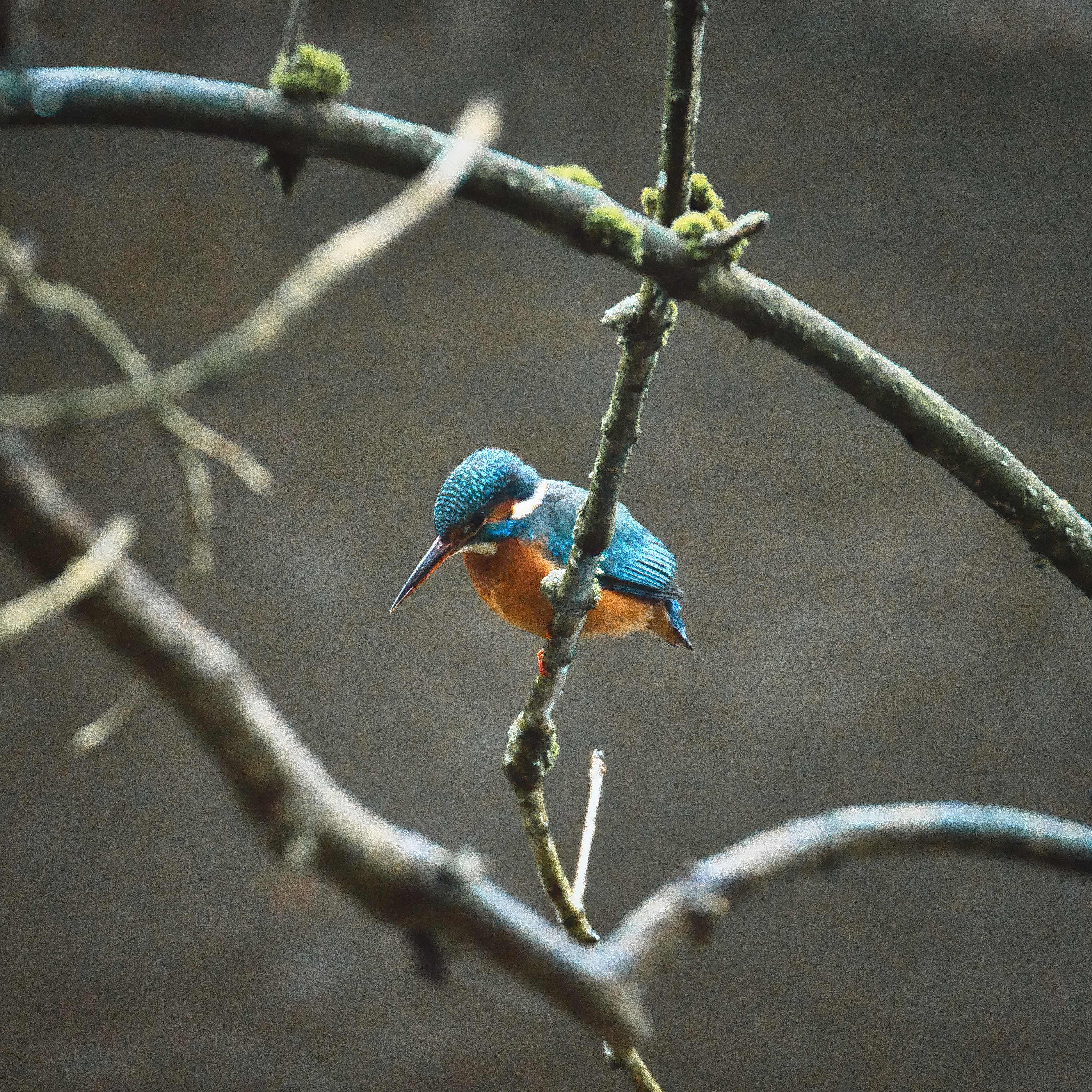 Image of a Kingfisher