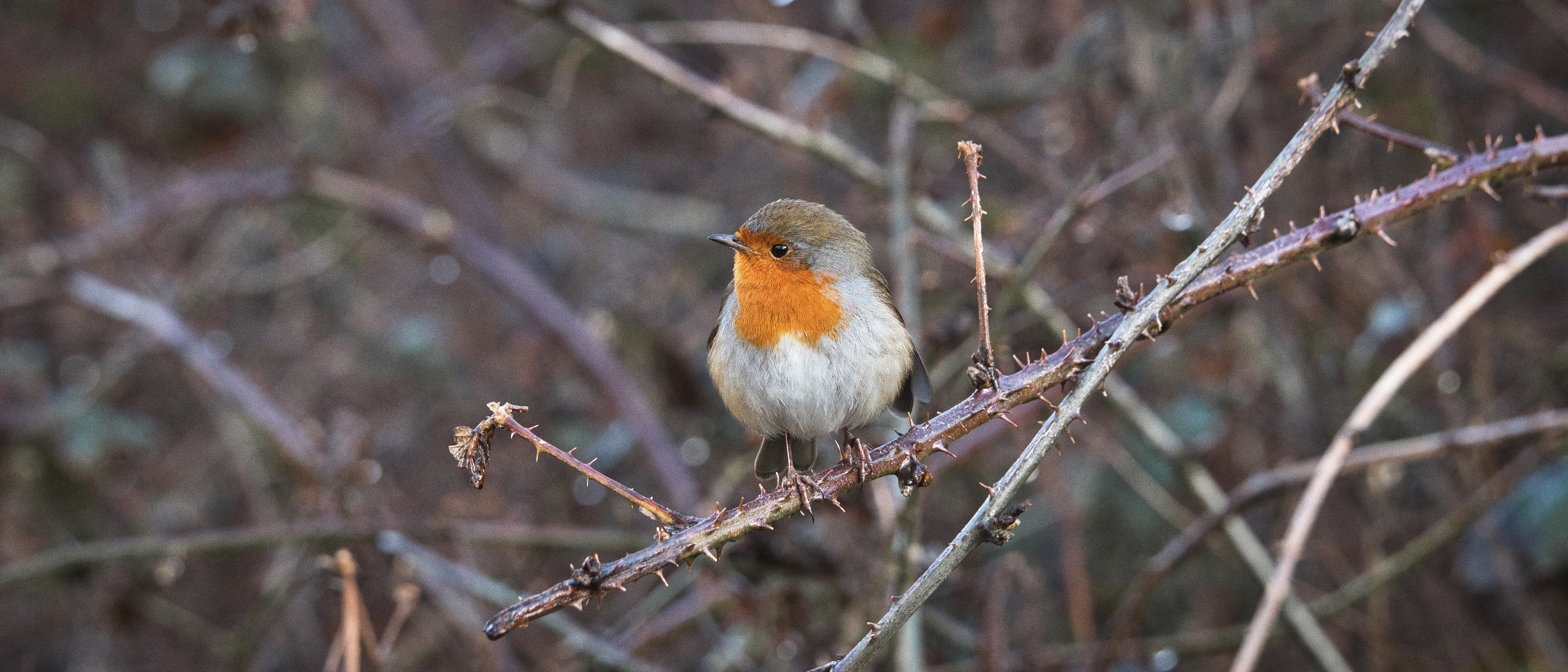 Image of a Robin