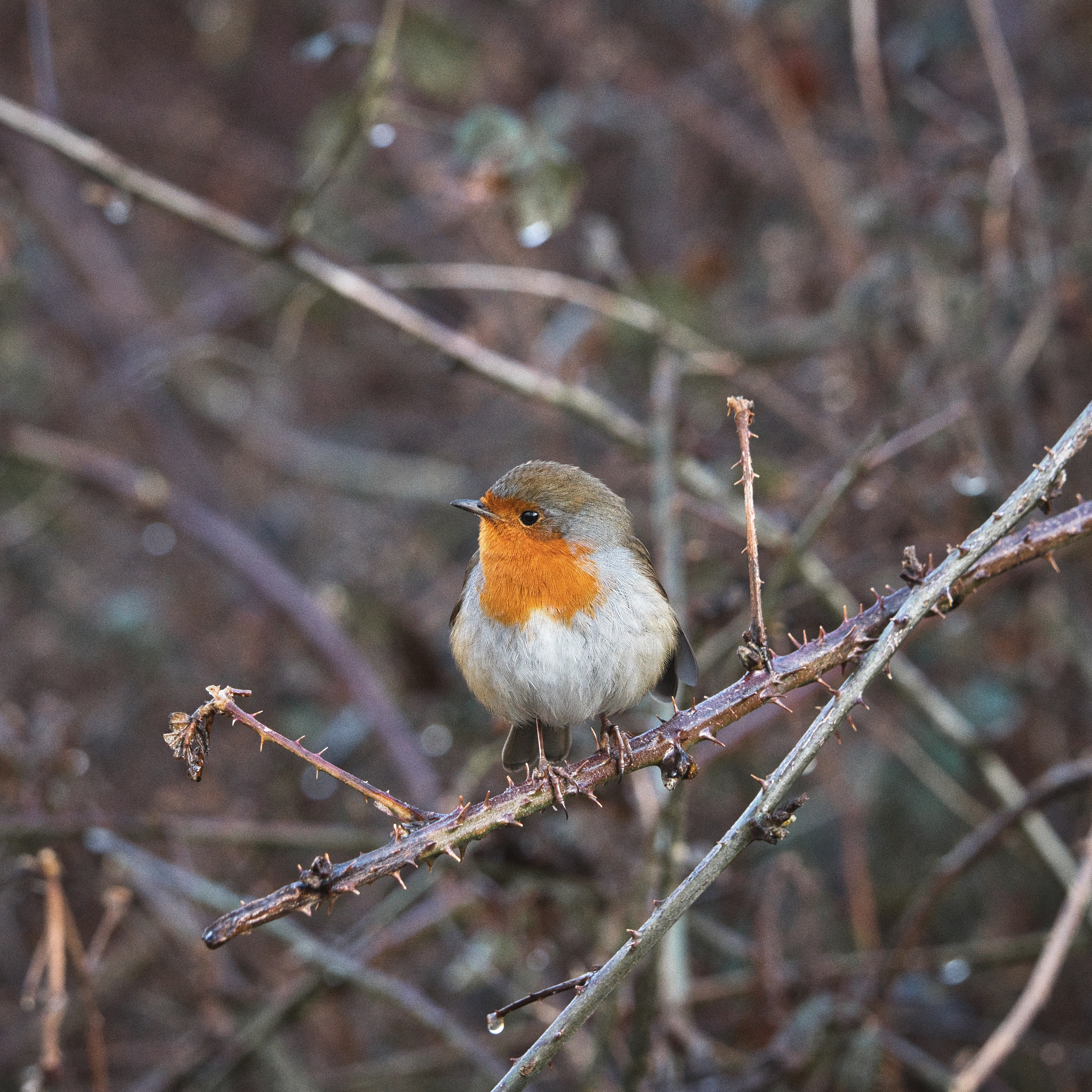 Image of a Robin