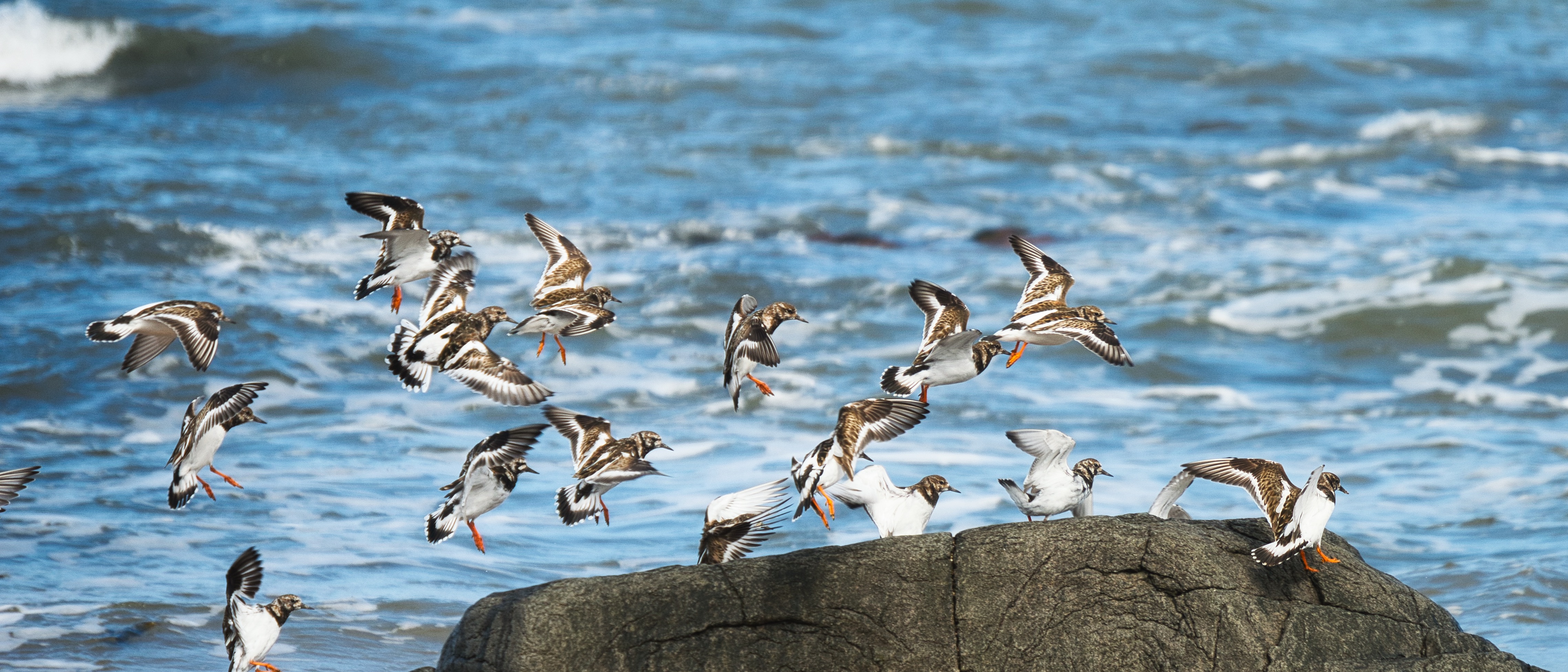 Image of a Turnstone