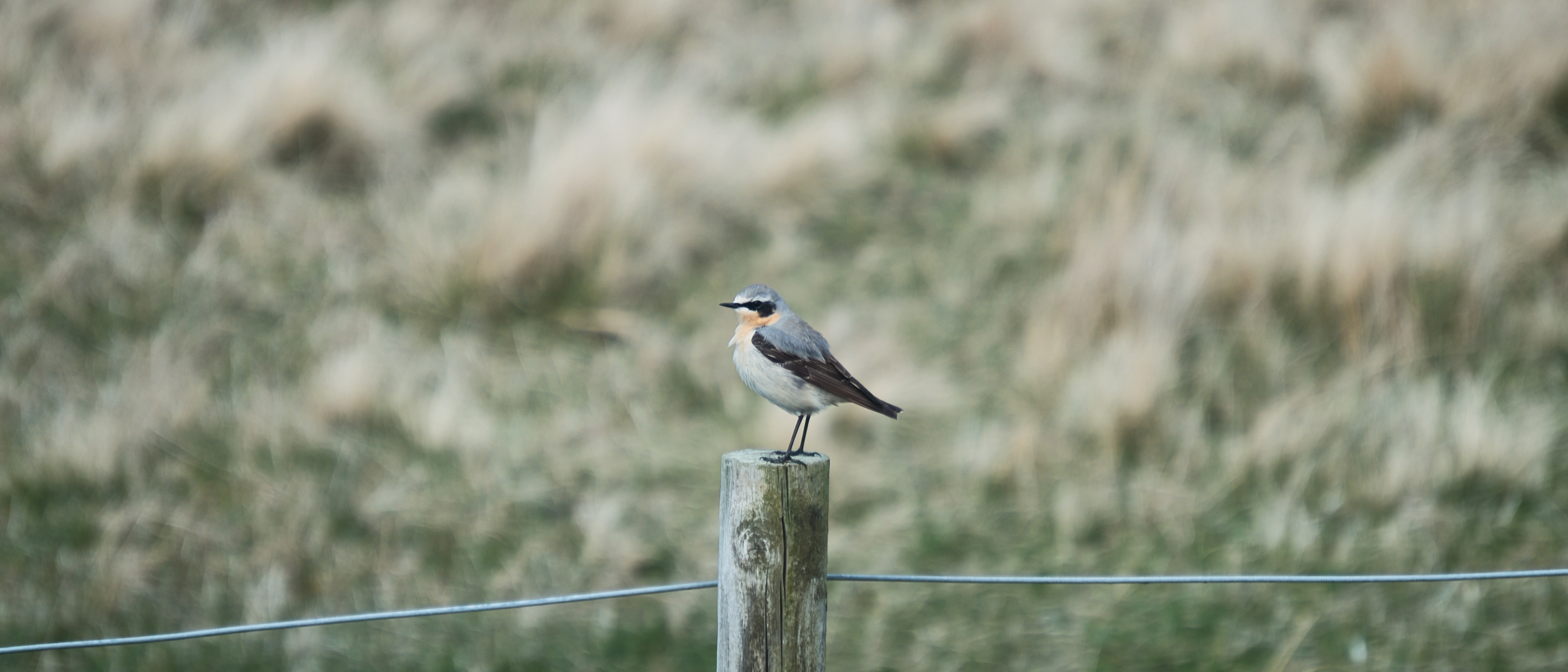 Image of a Wheatear