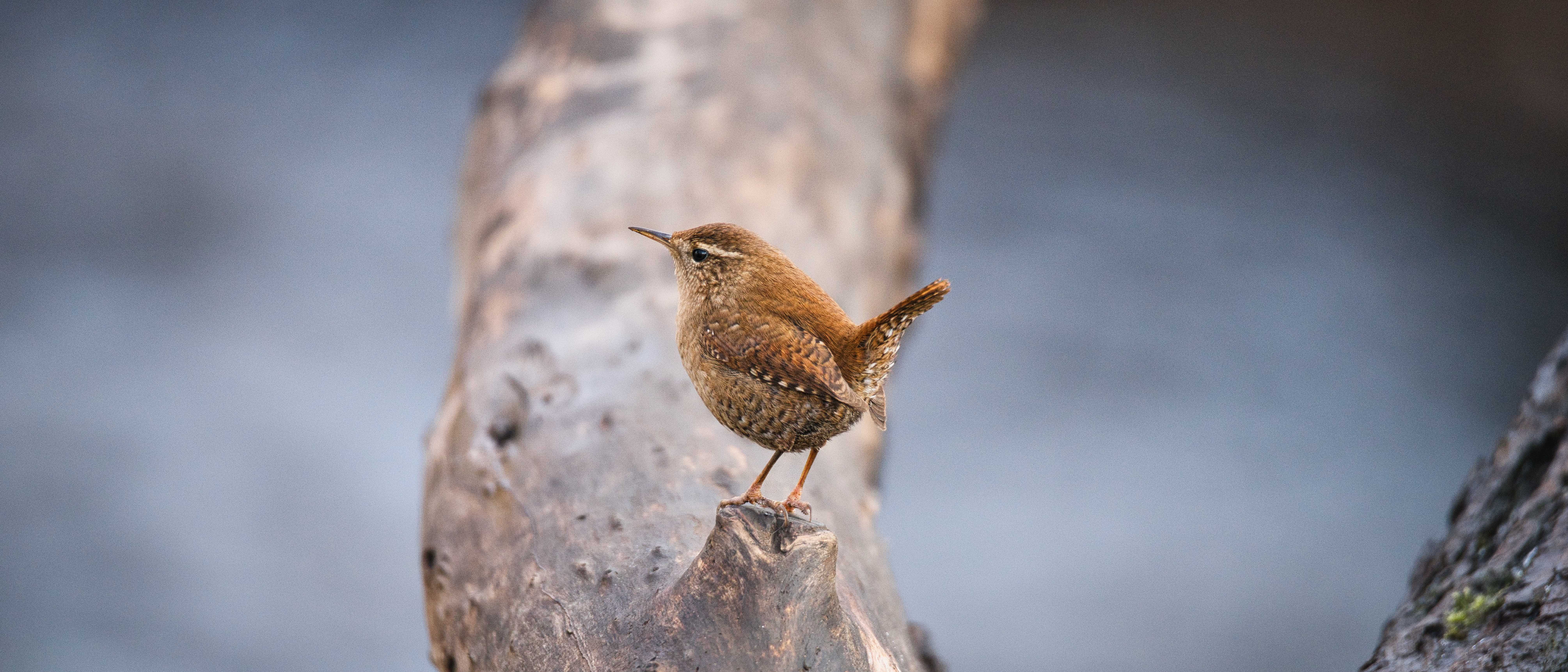 Image of a Wren